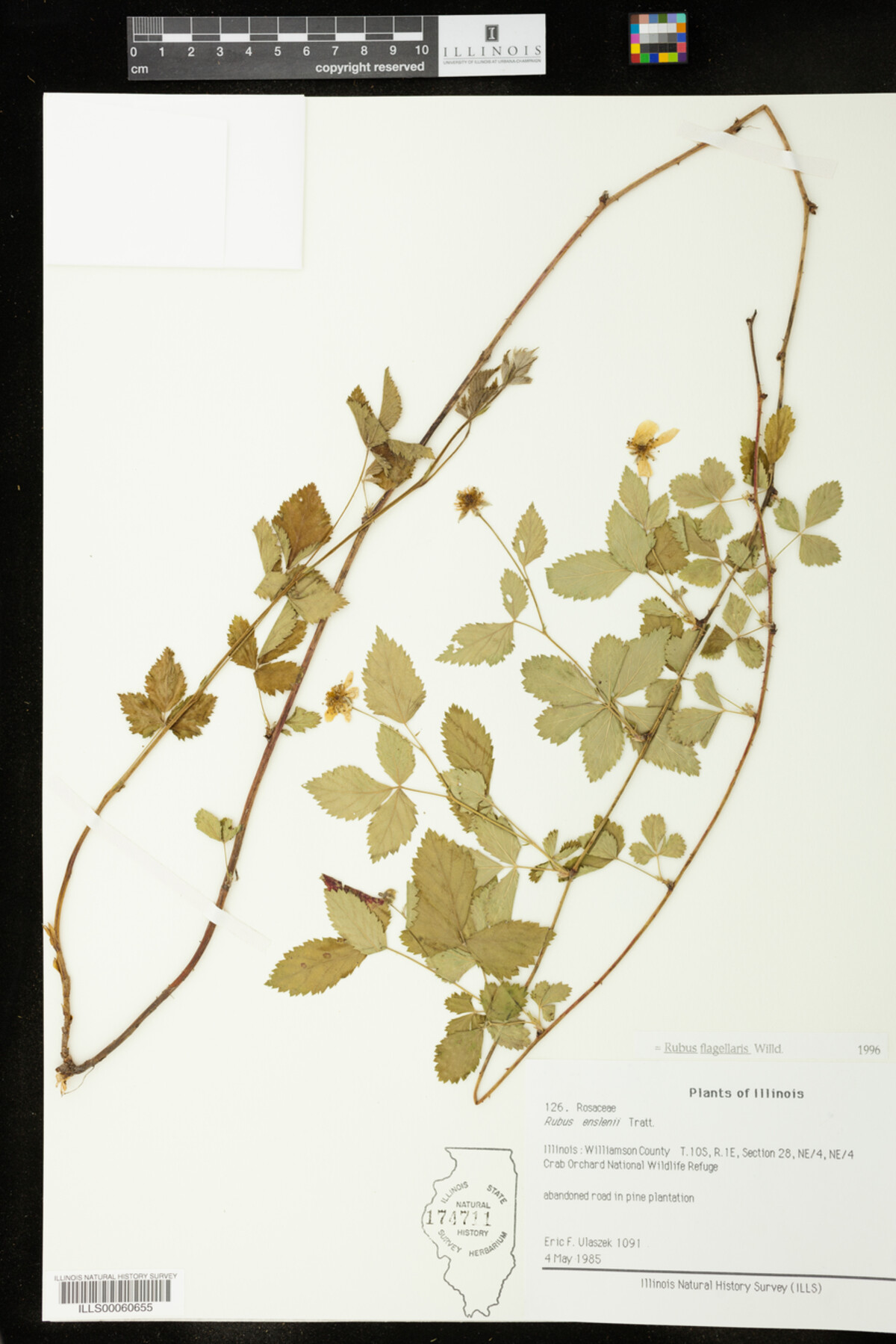 Rubus flagellaris image