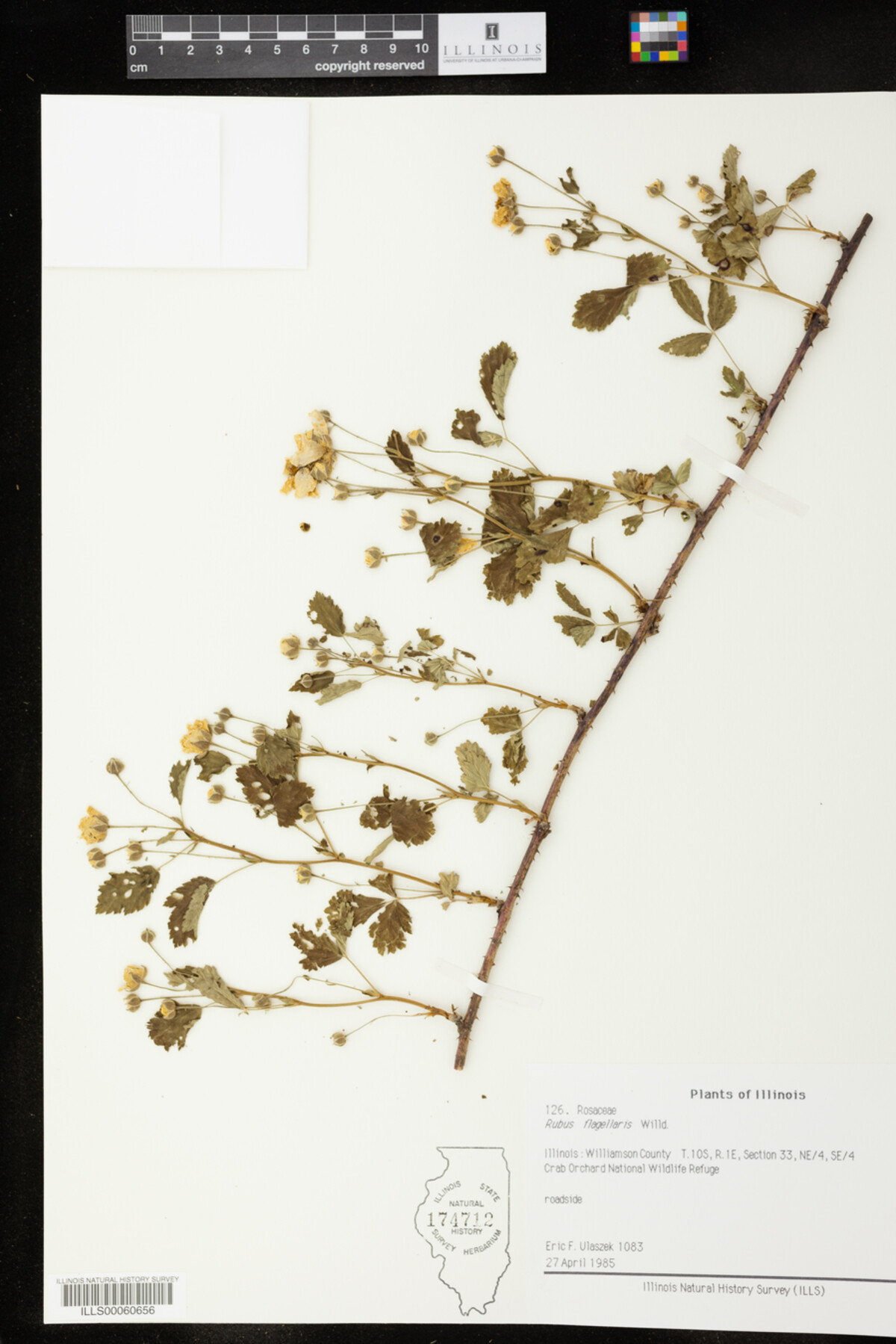 Rubus flagellaris image