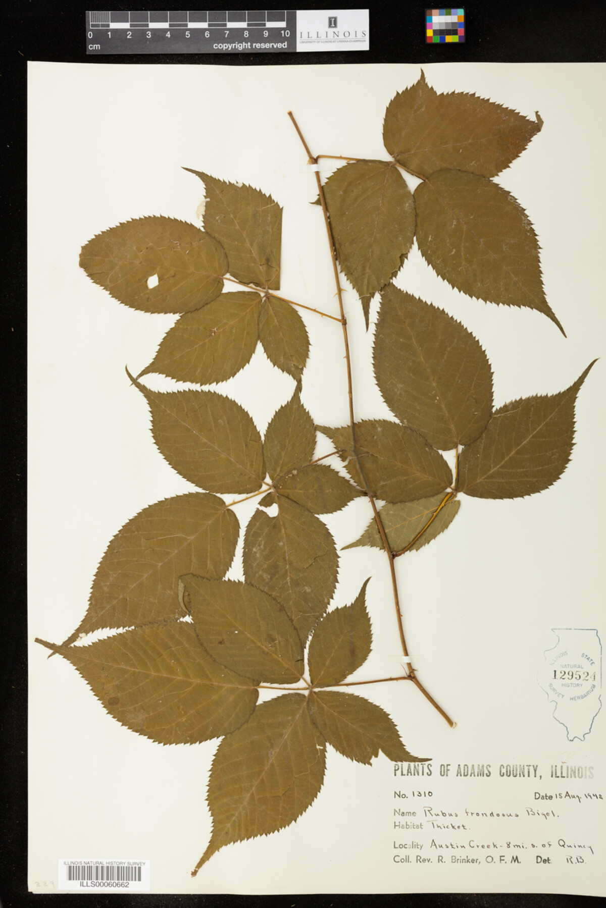 Rubus frondosus image