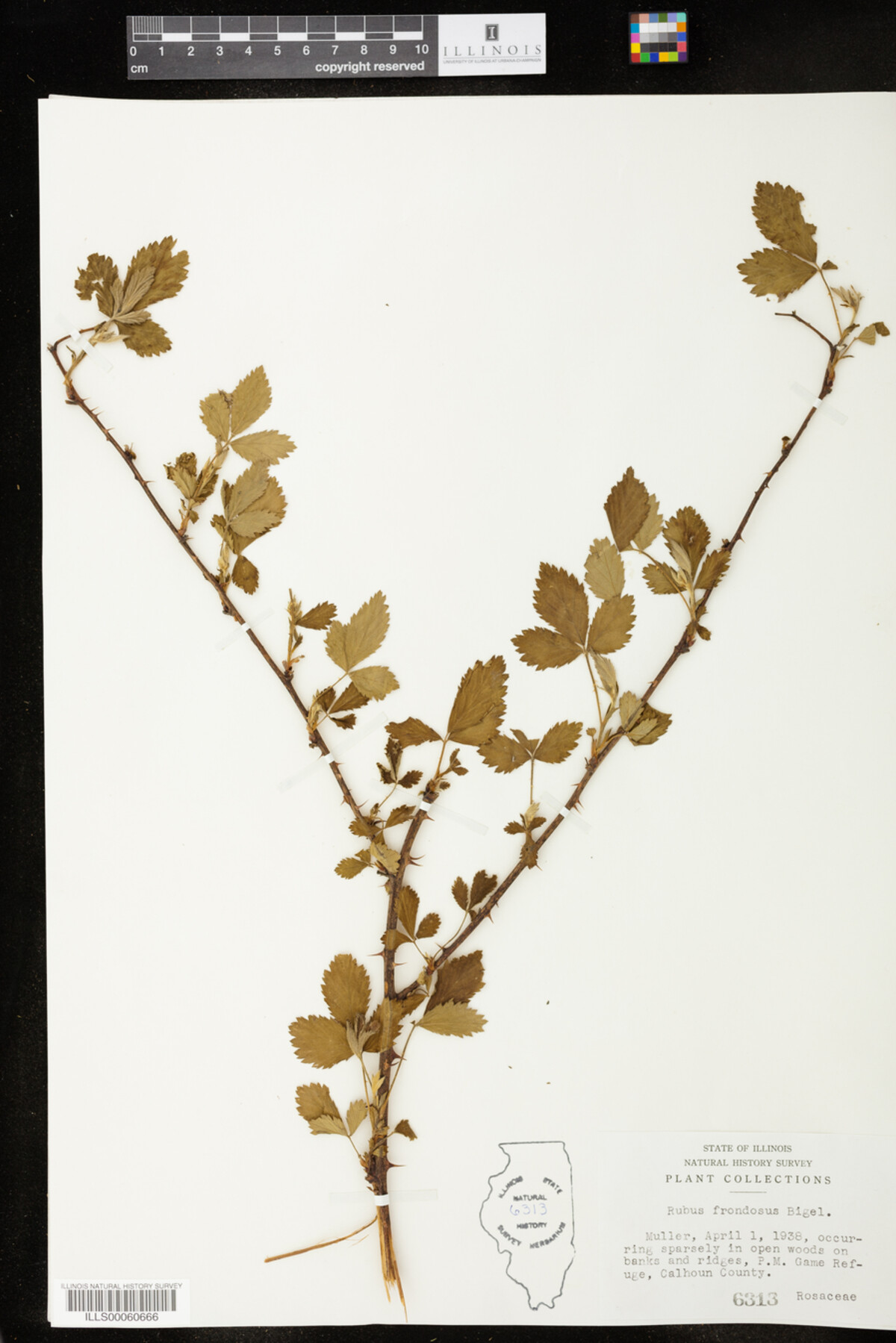 Rubus image