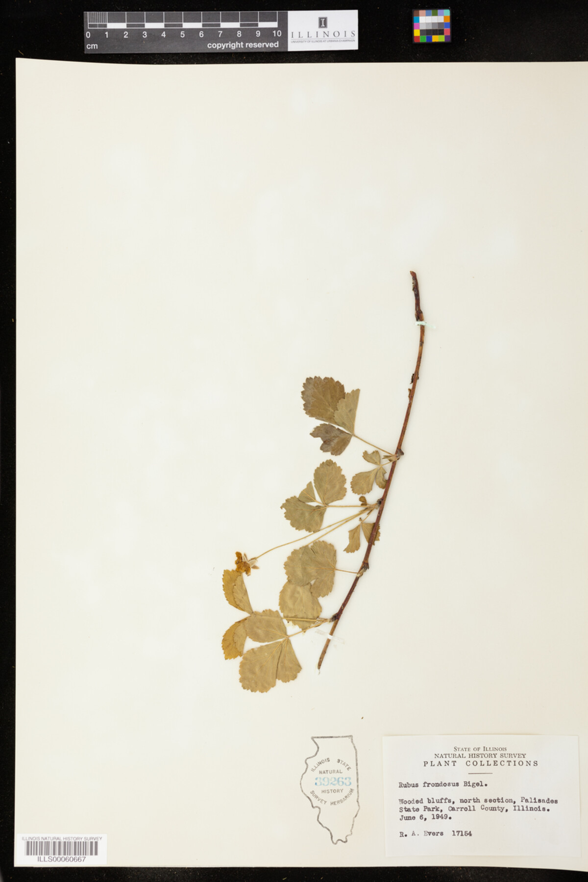 Rubus frondosus image