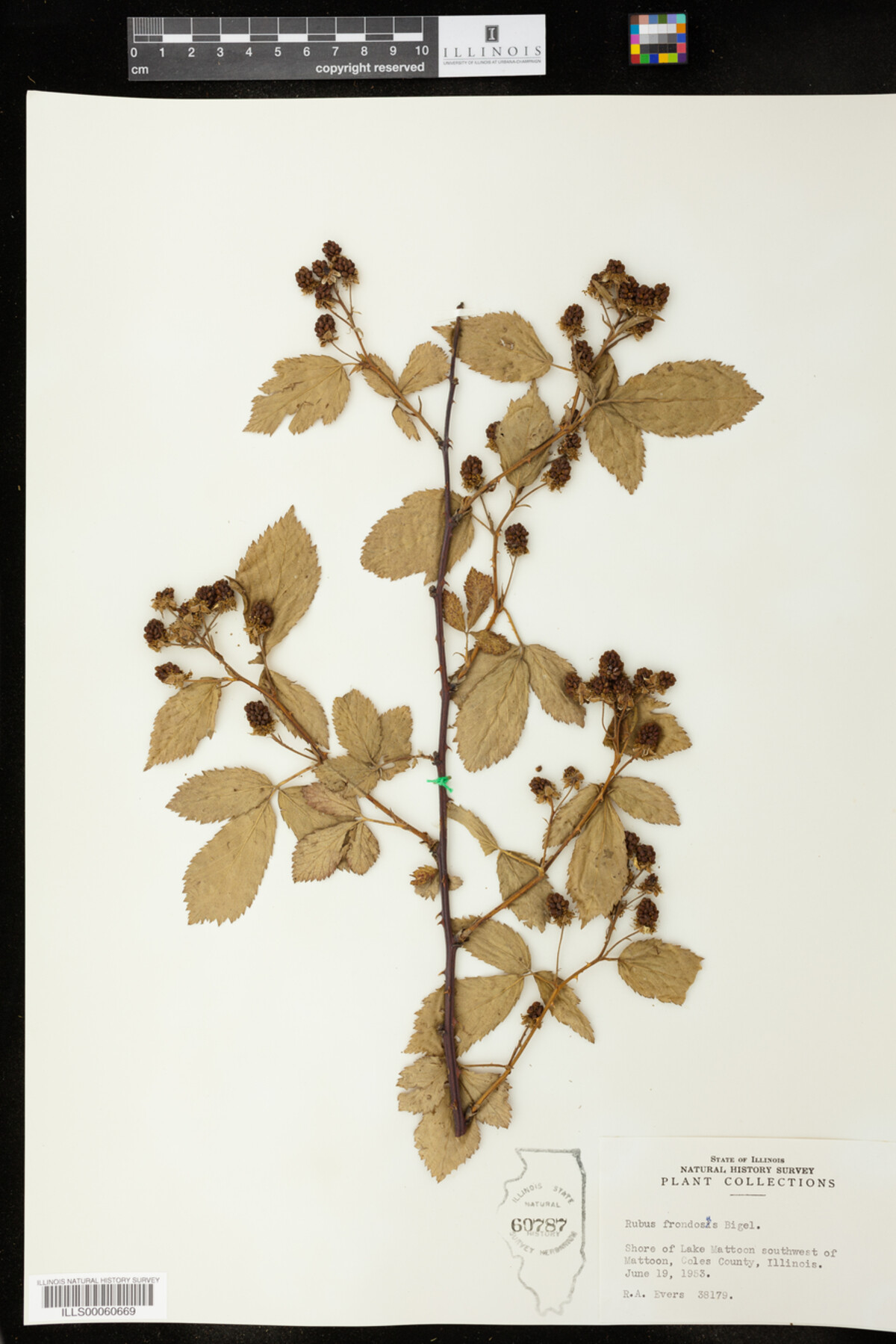 Rubus frondosus image