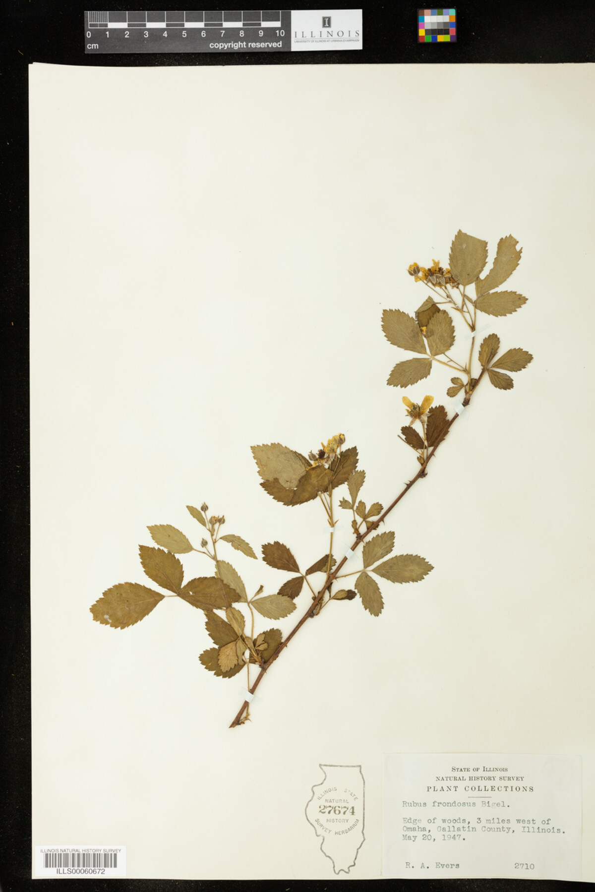 Rubus frondosus image