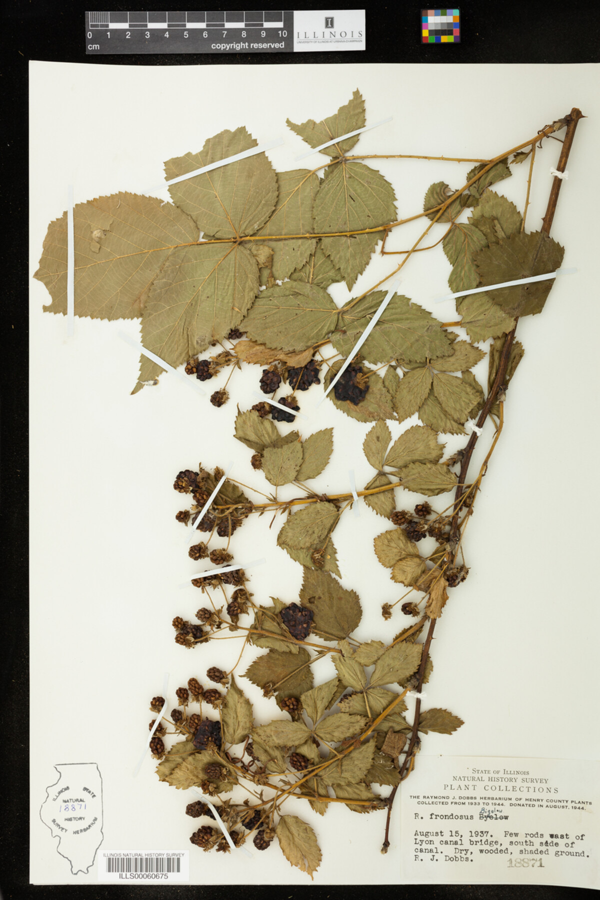 Rubus sect. Arguti image