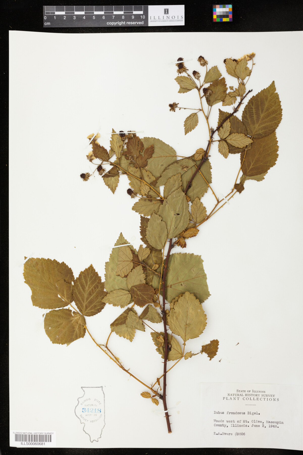 Rubus sect. Arguti image