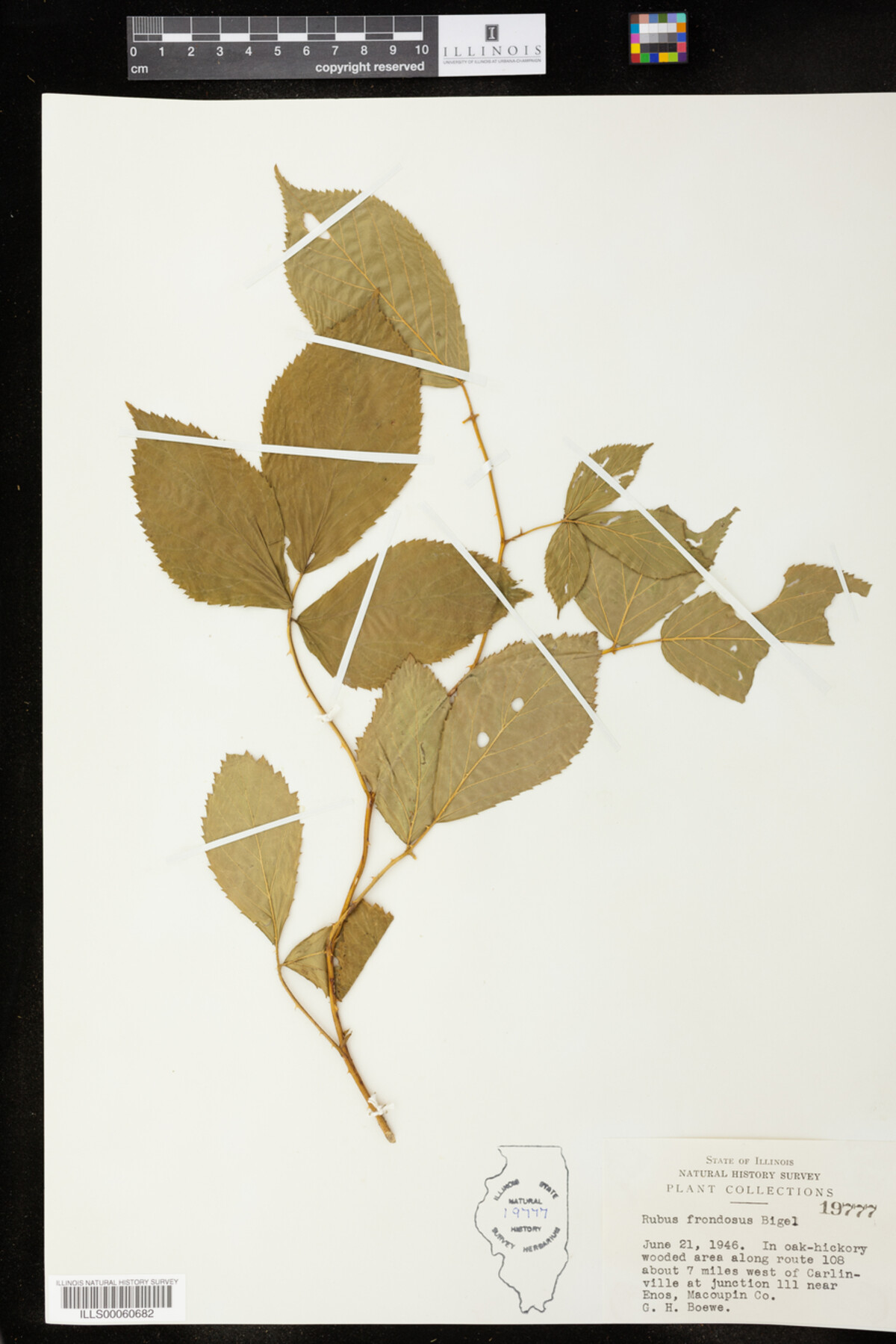 Rubus frondosus image