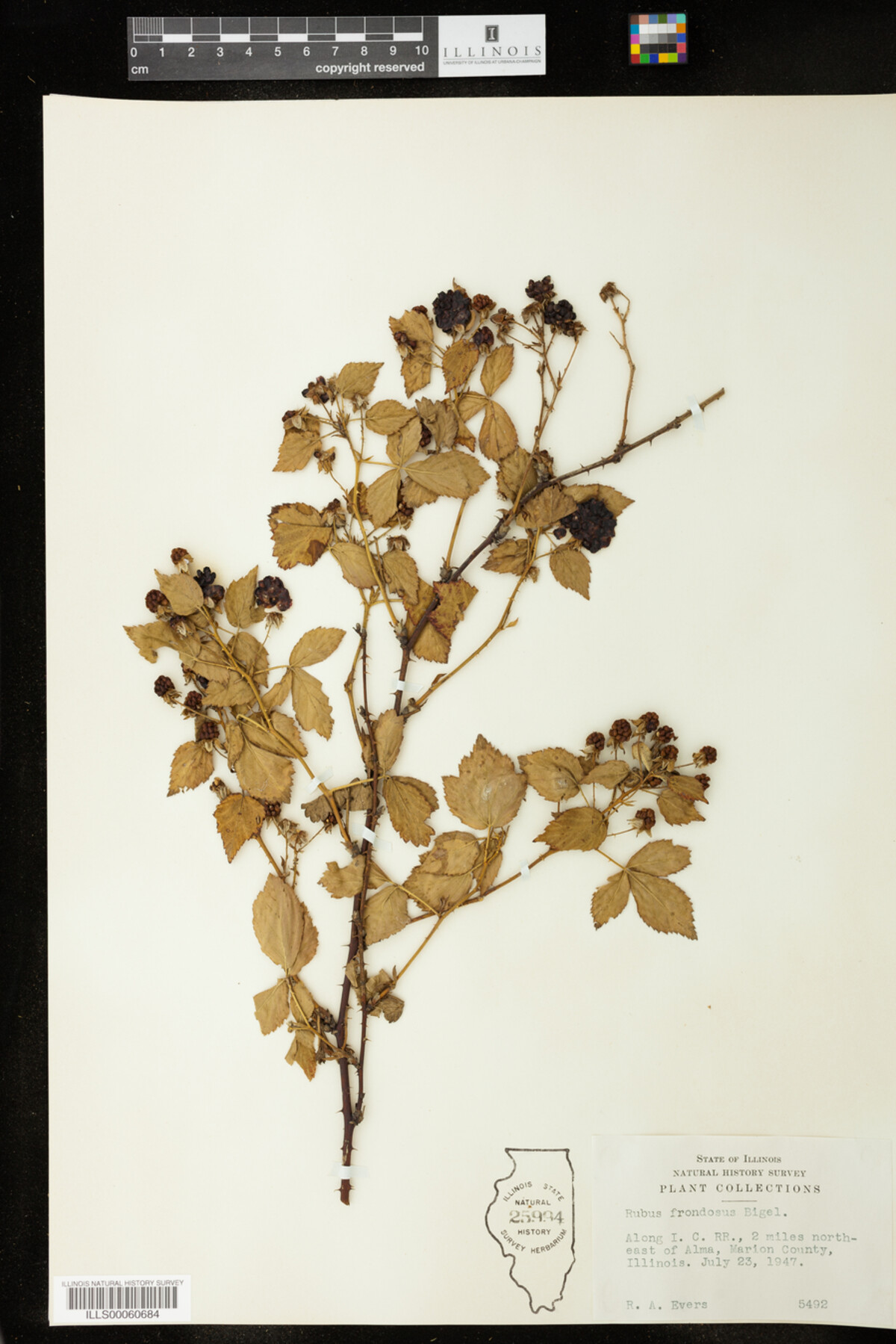 Rubus frondosus image