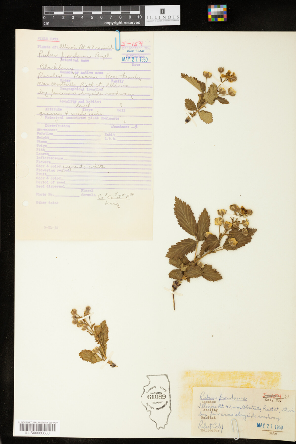 Rubus frondosus image