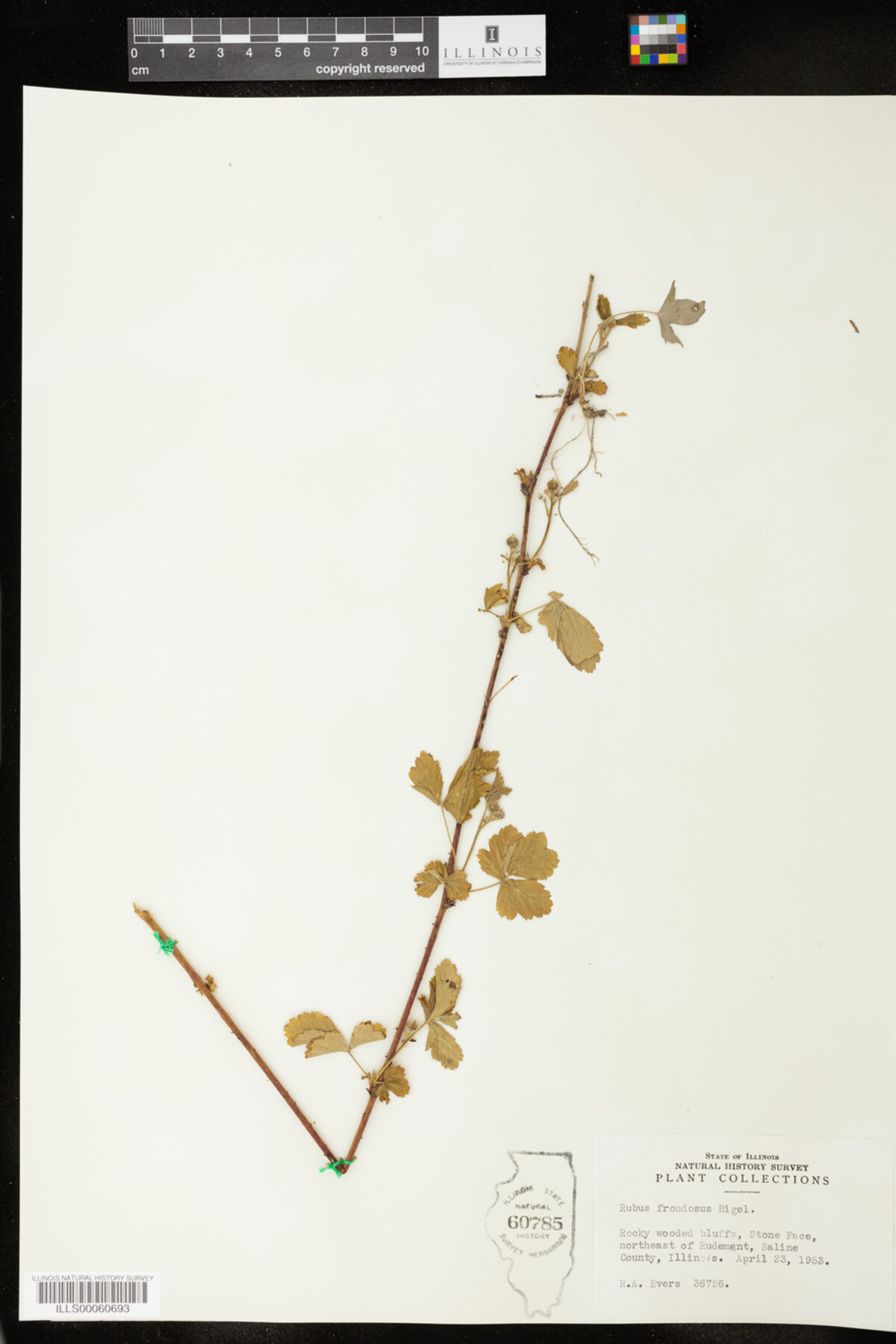 Rubus image