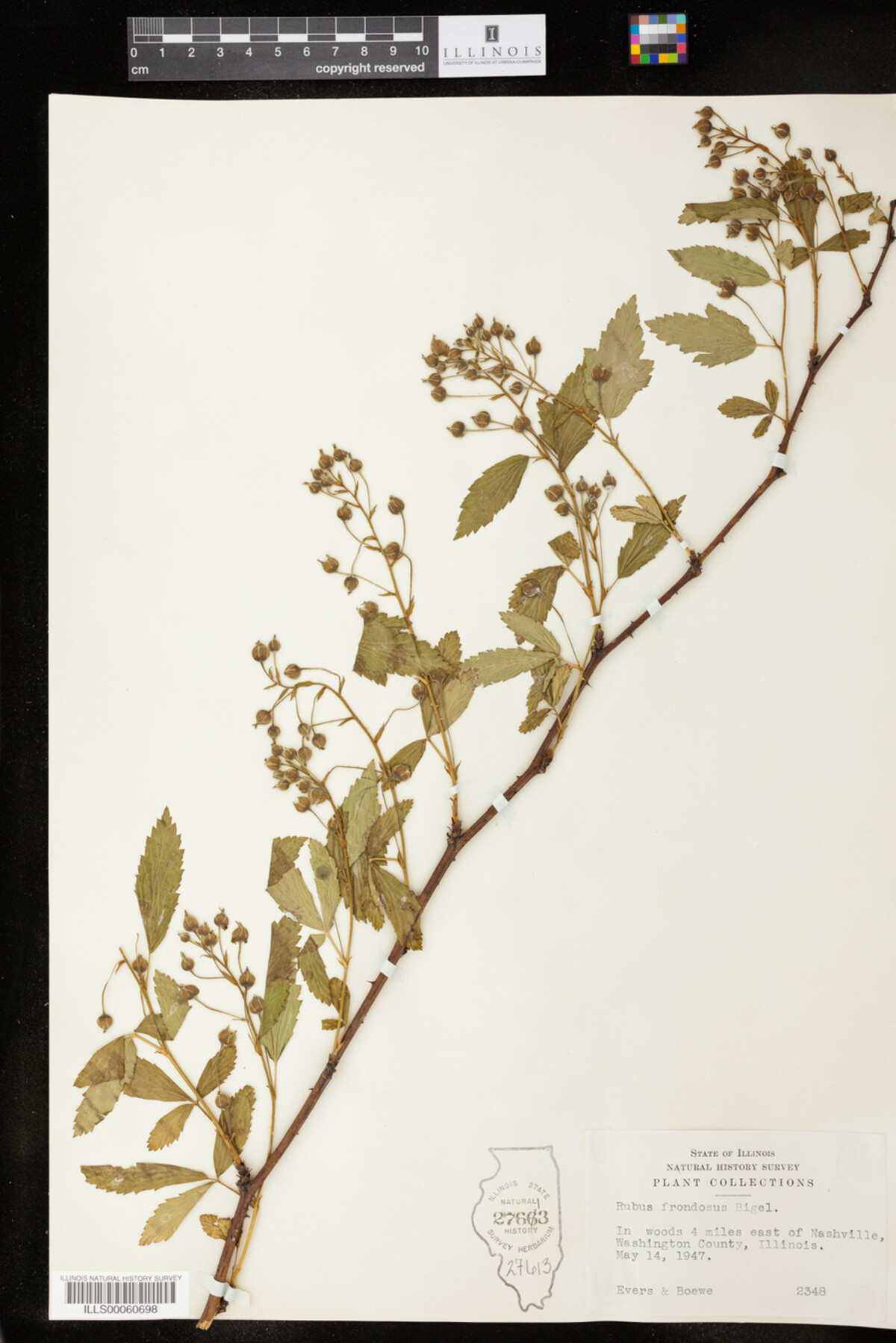 Rubus frondosus image