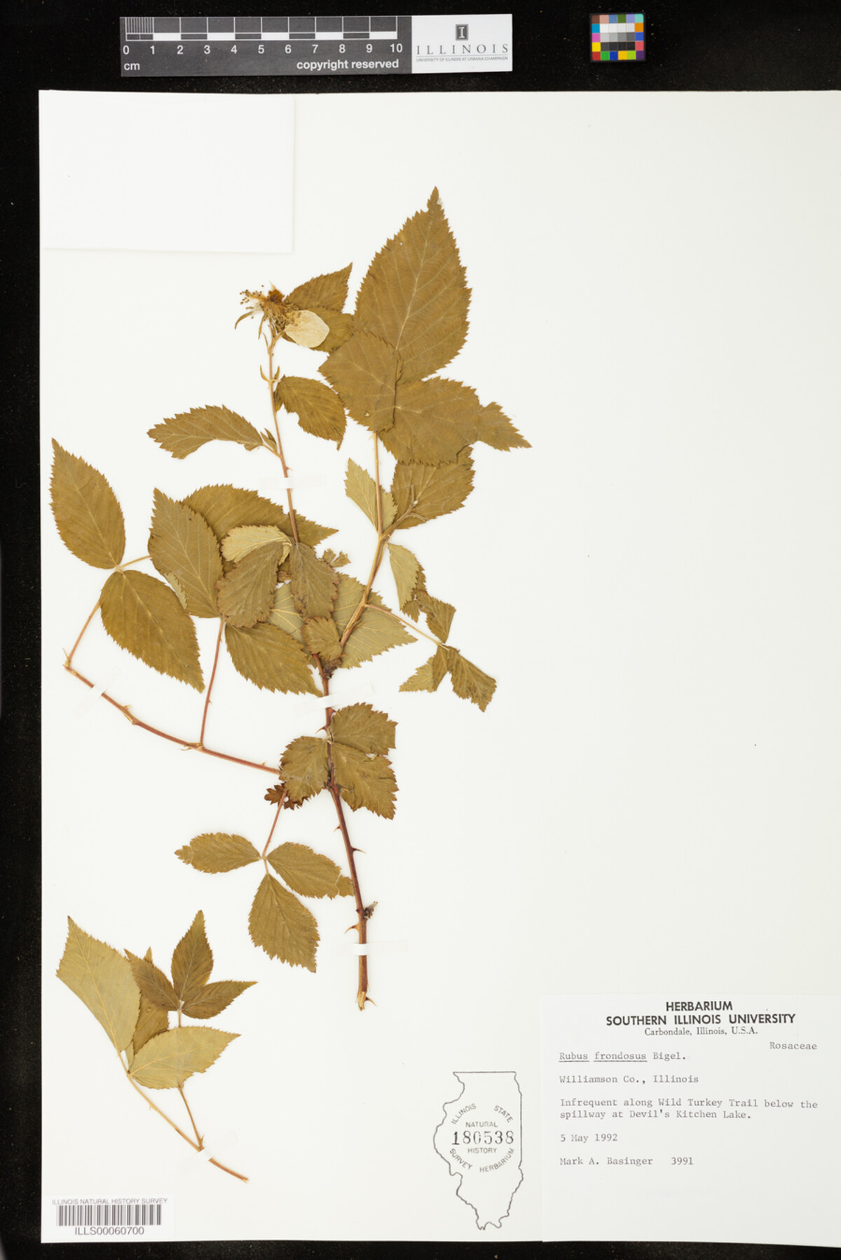 Rubus sect. Arguti image