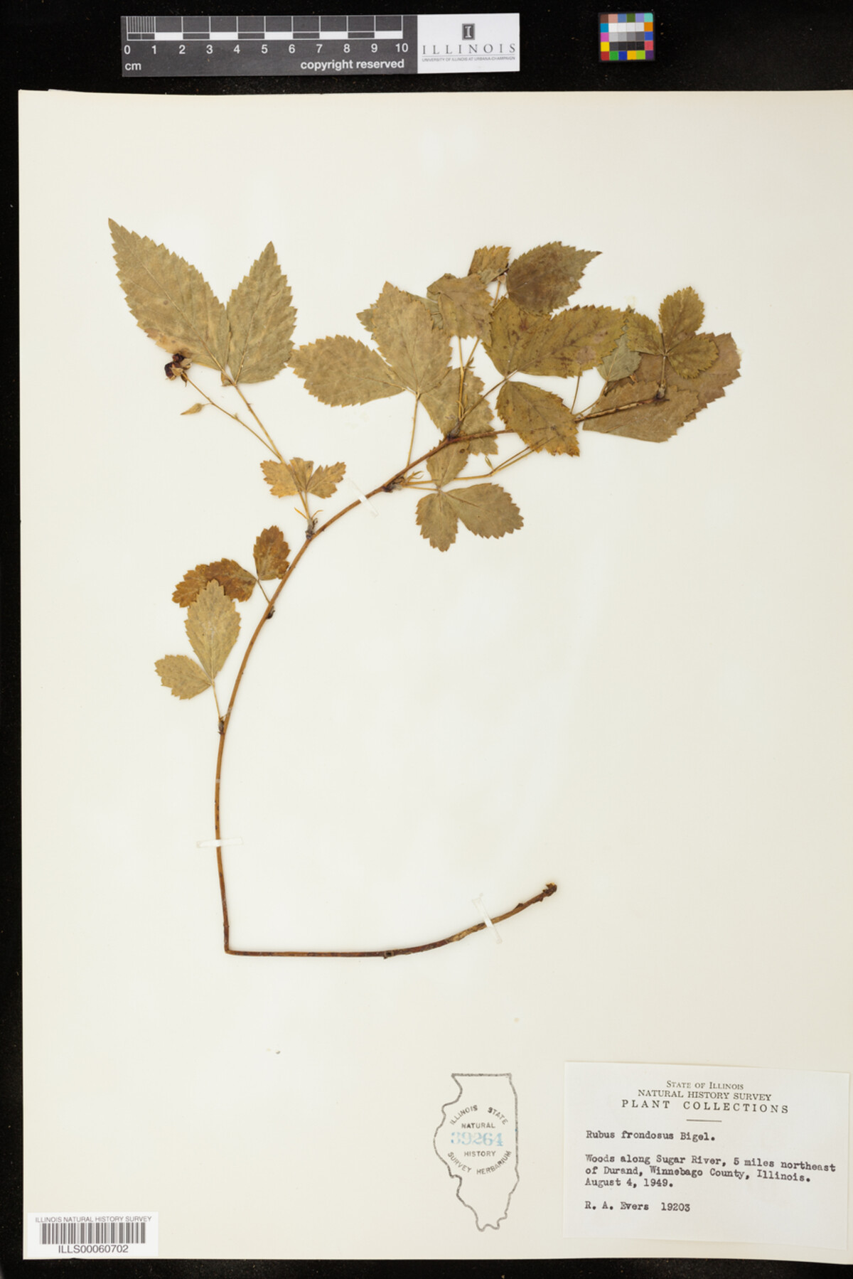 Rubus frondosus image