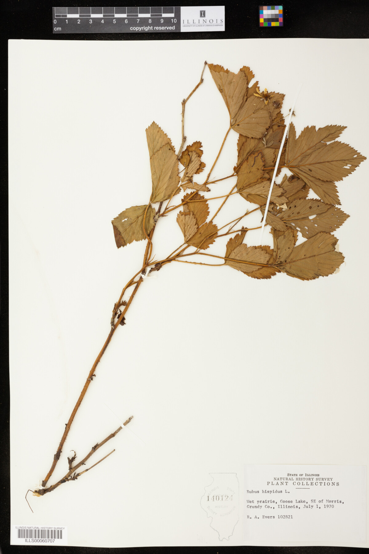 Rubus hispidus image