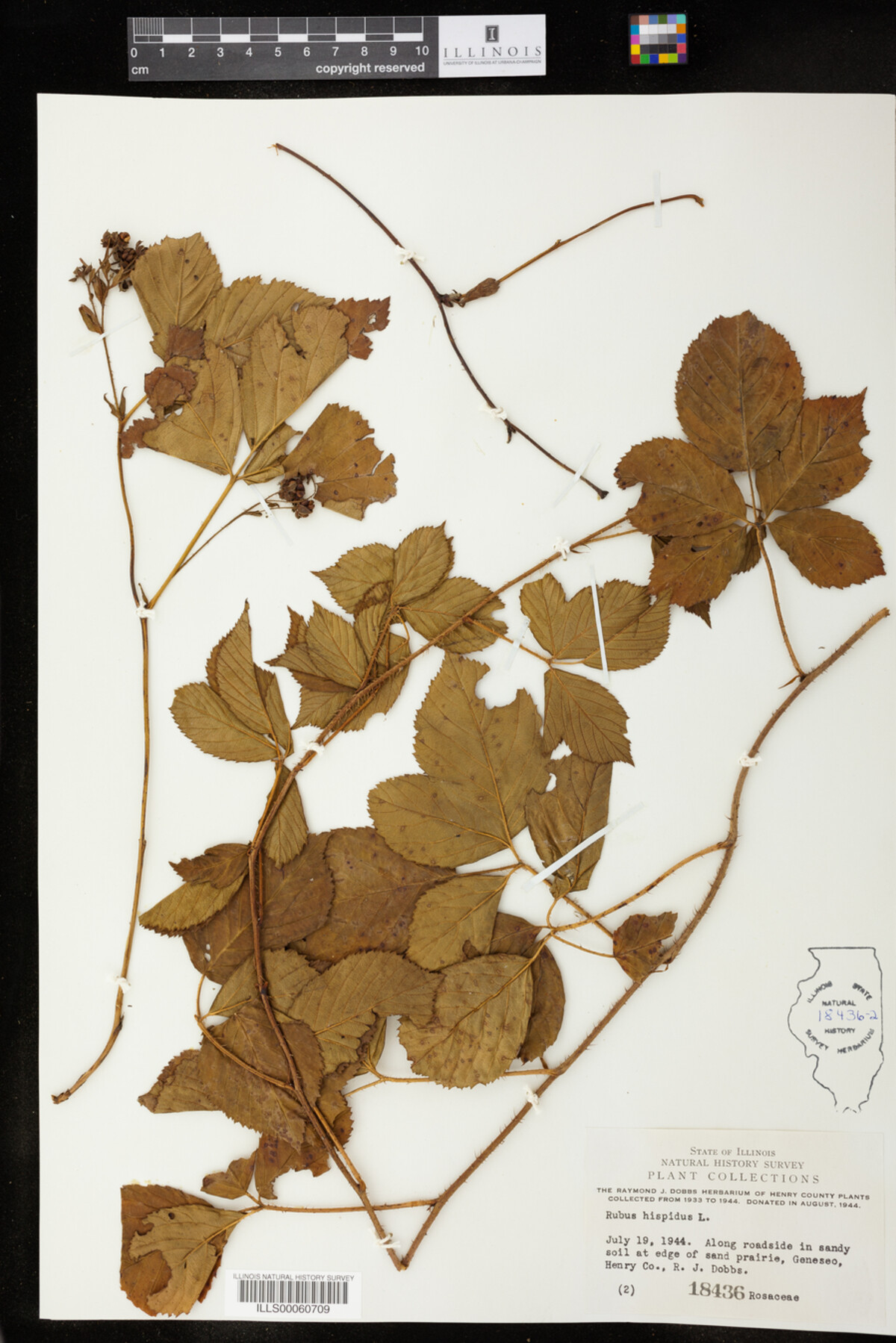 Rubus hispidus image