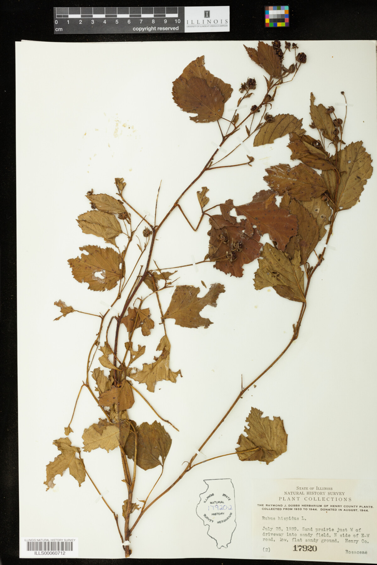 Rubus hispidus image
