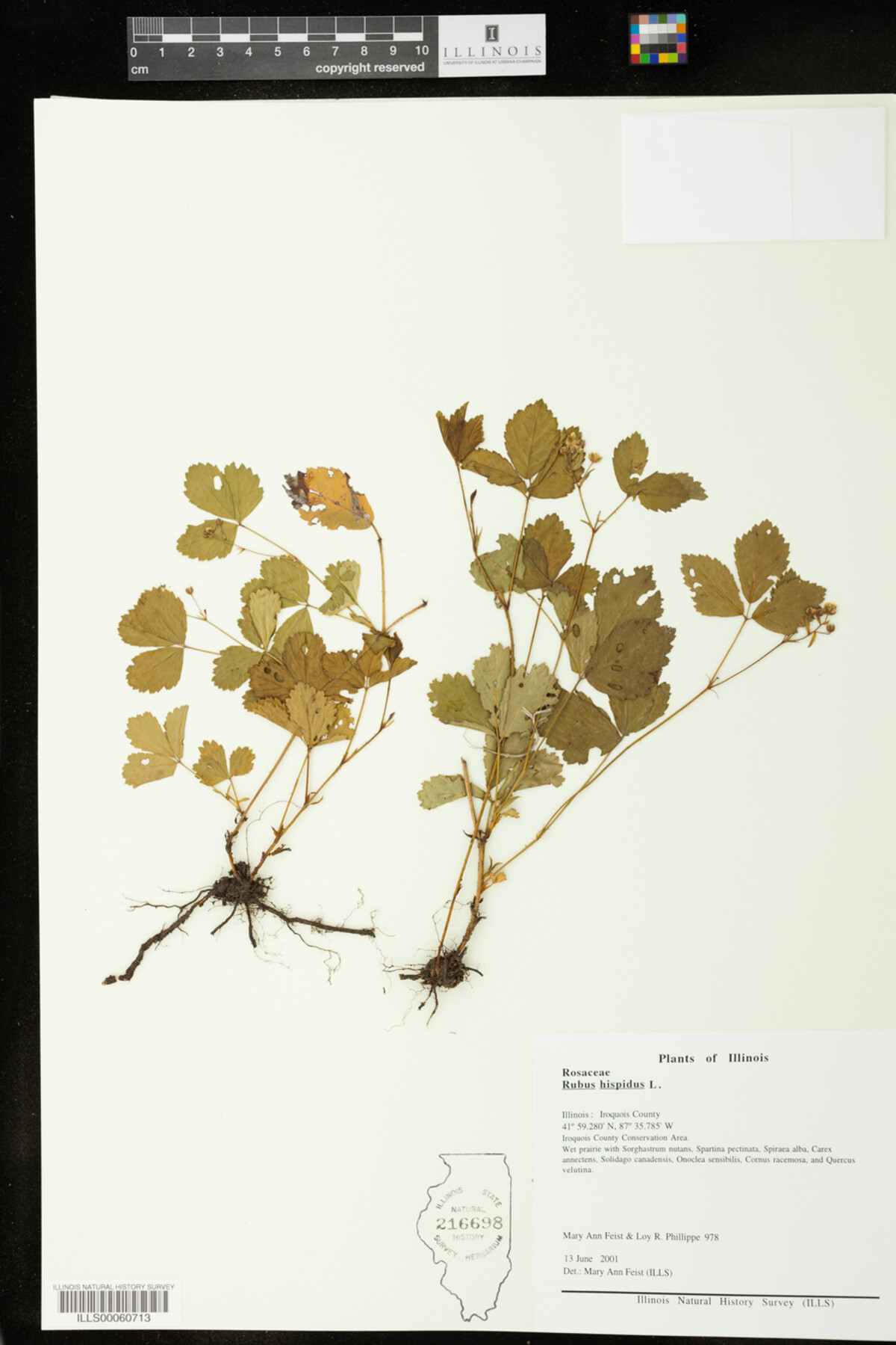 Rubus hispidus image