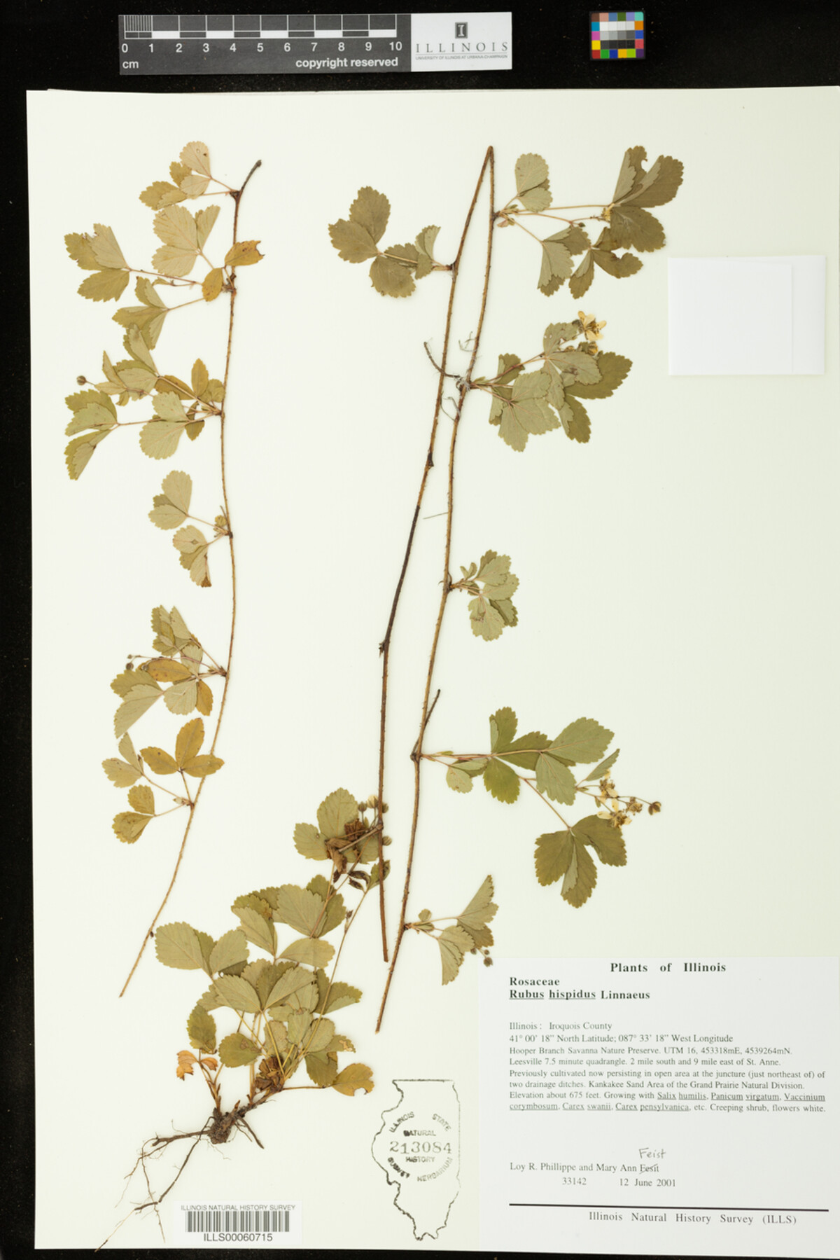 Rubus hispidus image