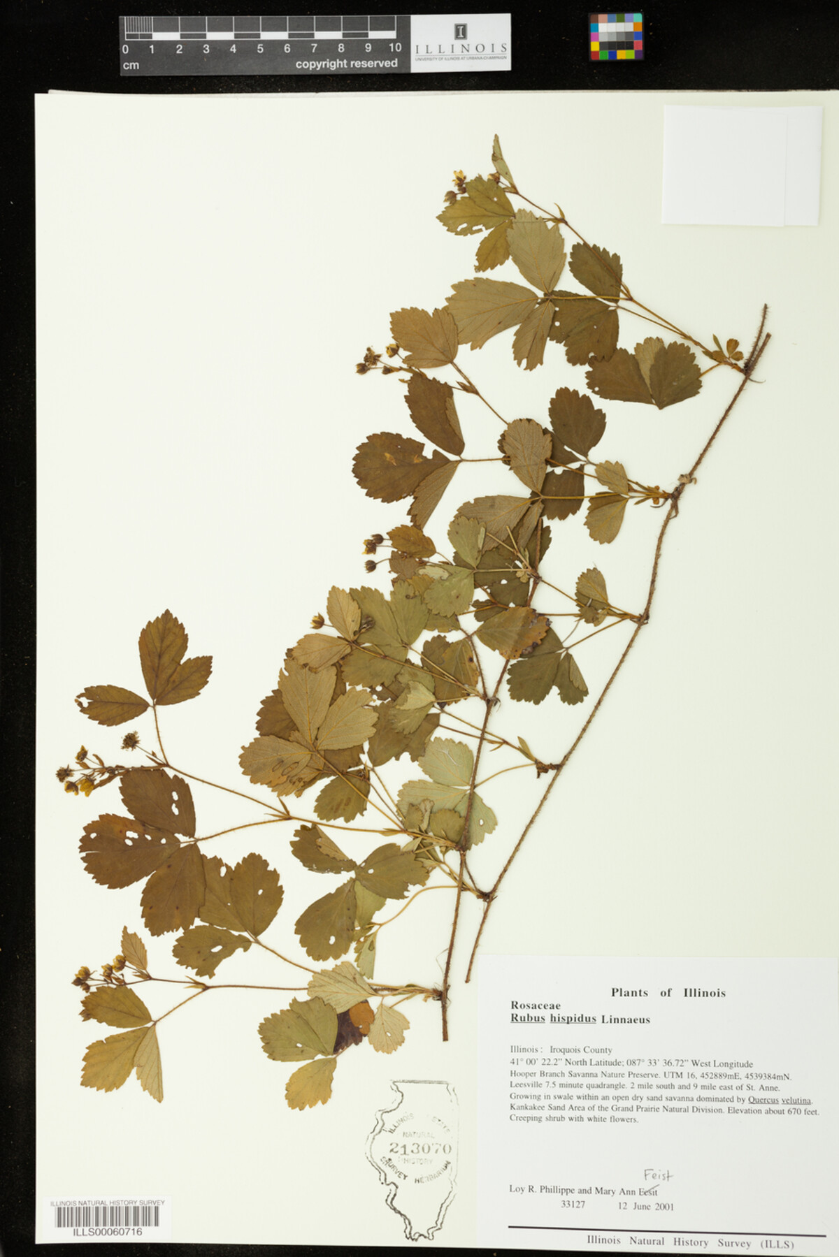Rubus hispidus image