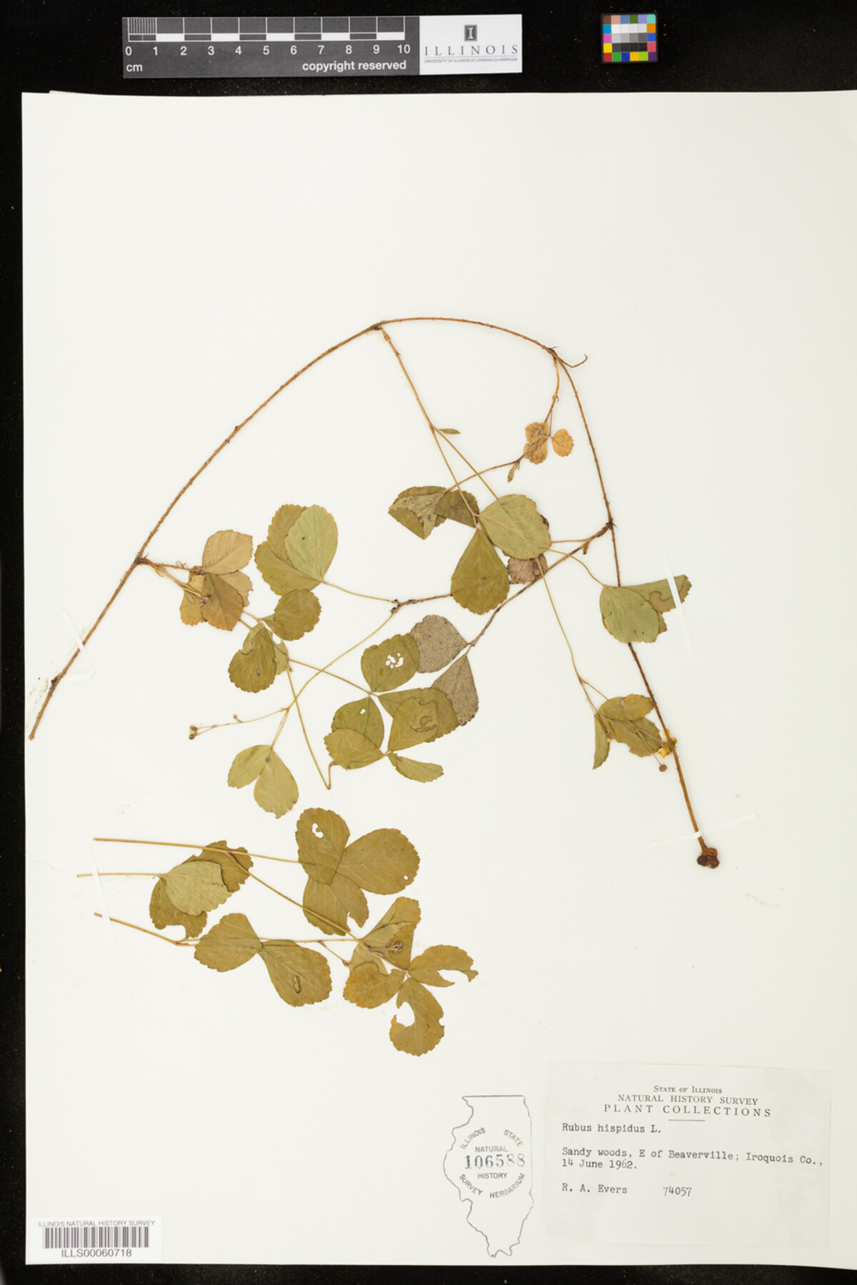 Rubus hispidus image