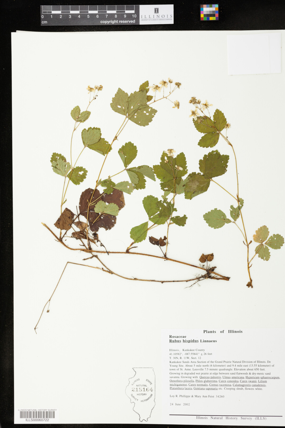 Rubus hispidus image
