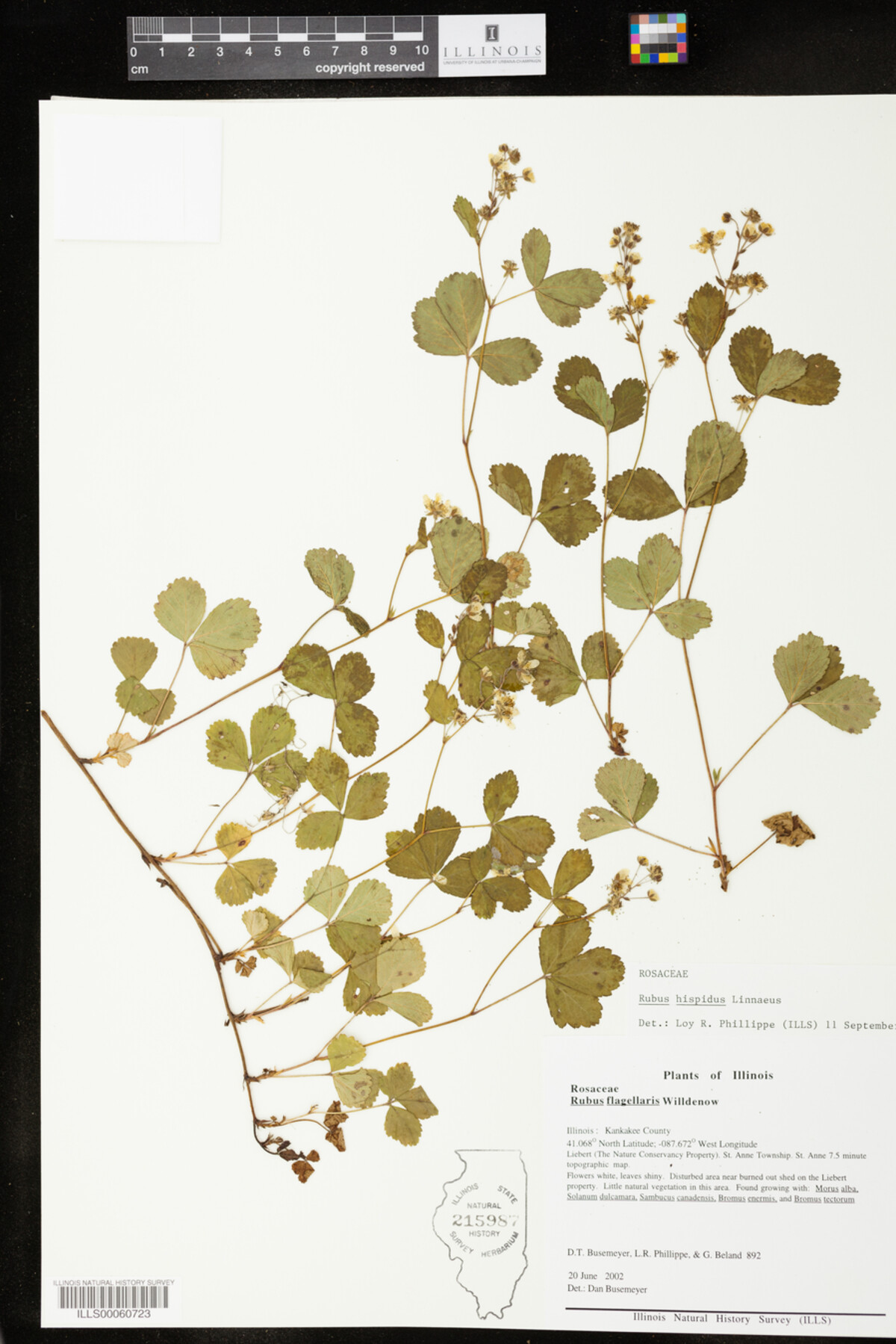 Rubus hispidus image