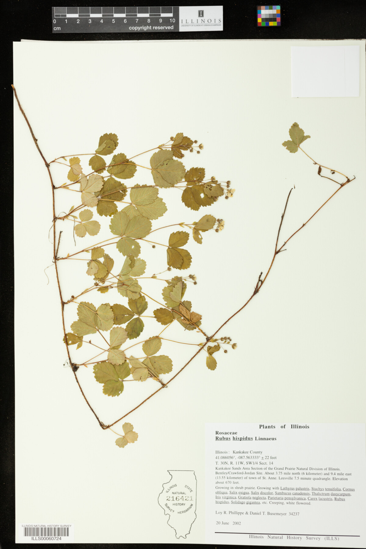 Rubus hispidus image