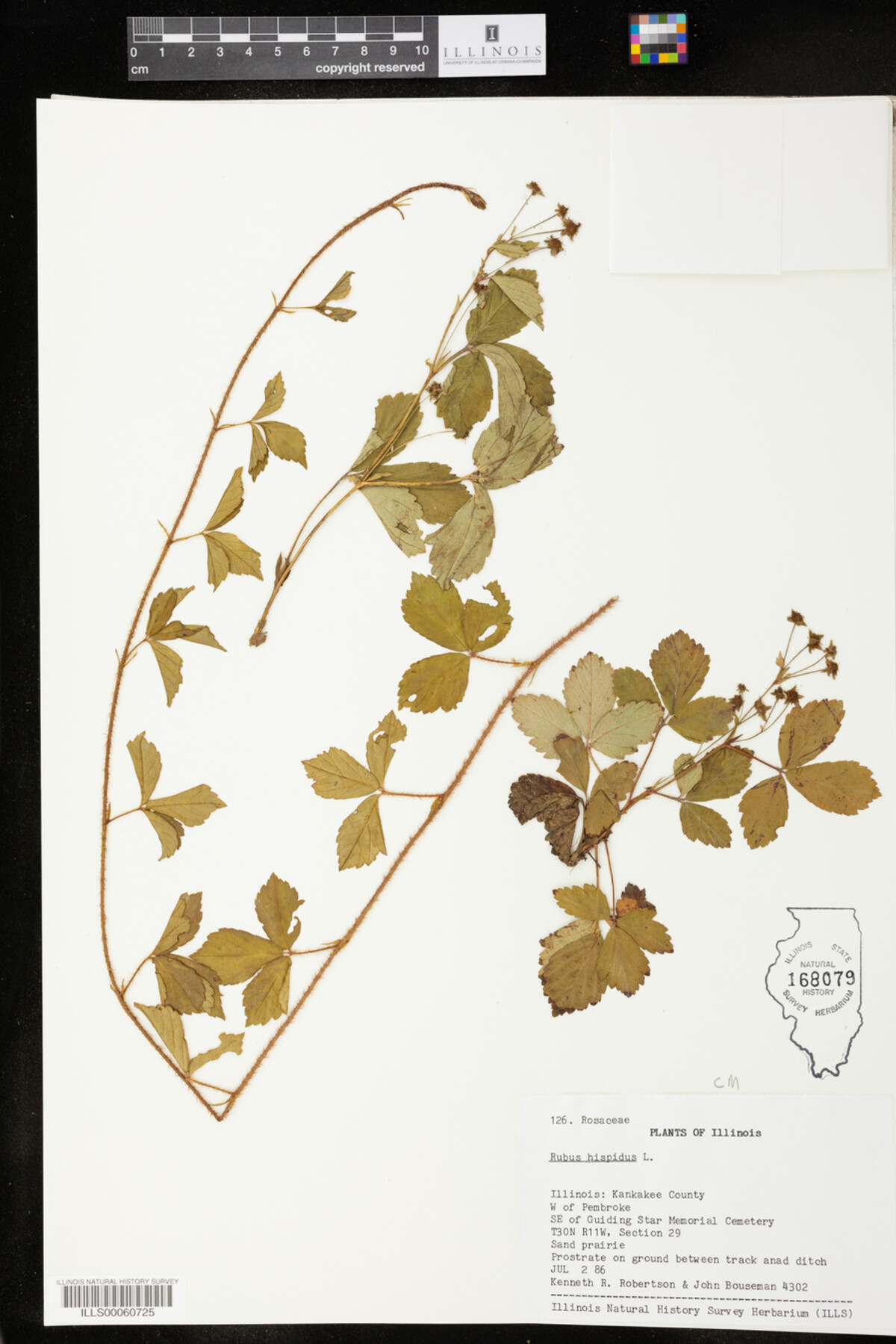 Rubus hispidus image