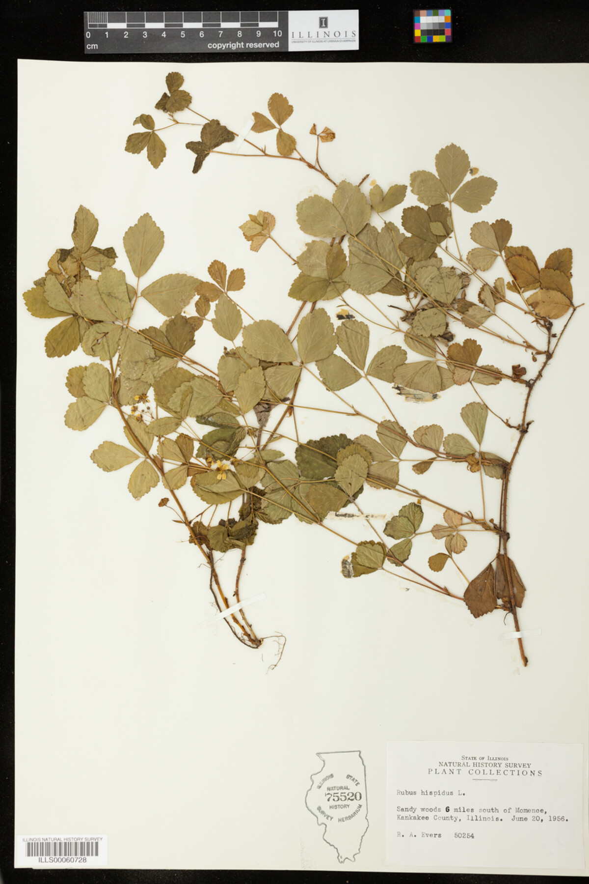 Rubus hispidus image