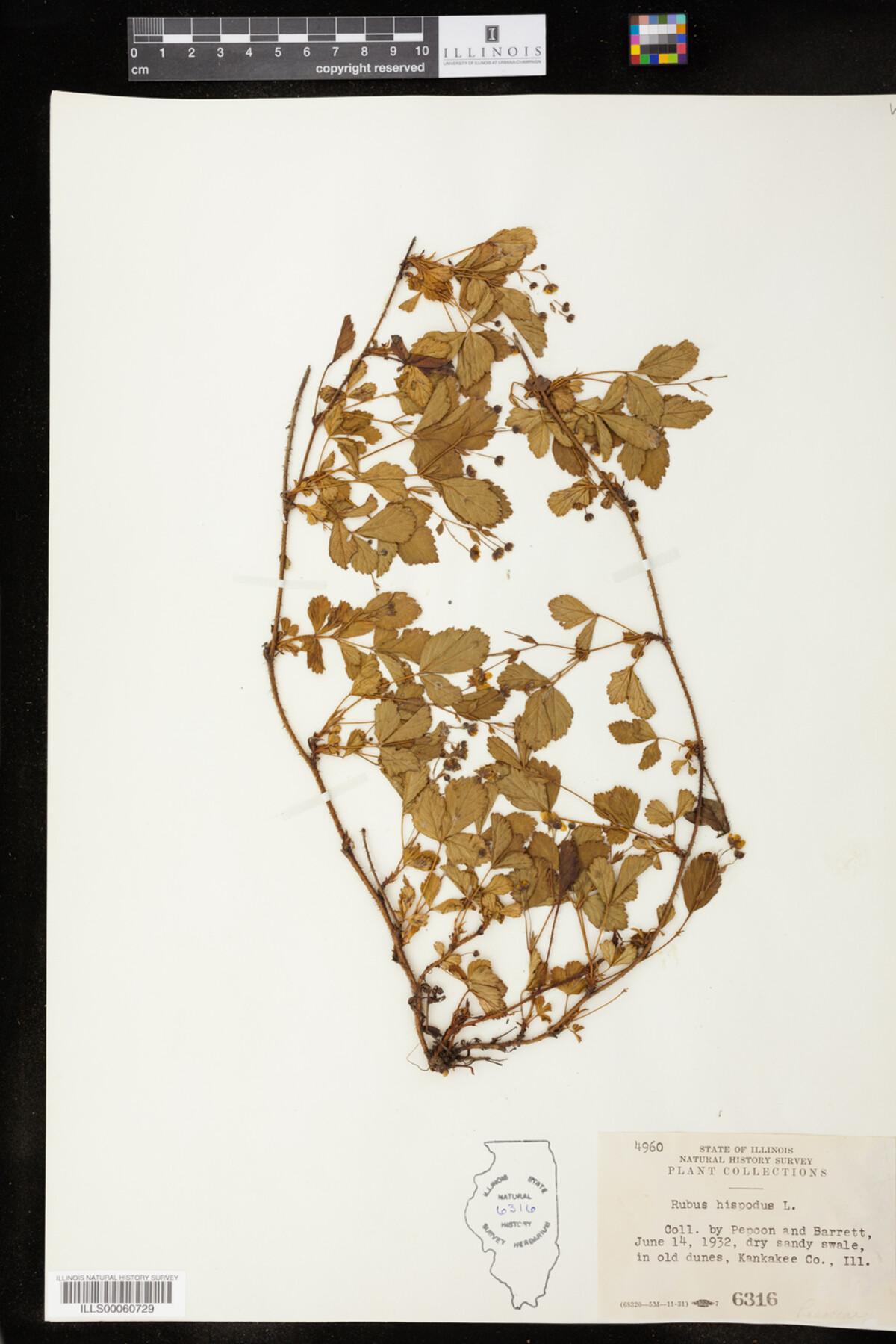 Rubus hispidus image