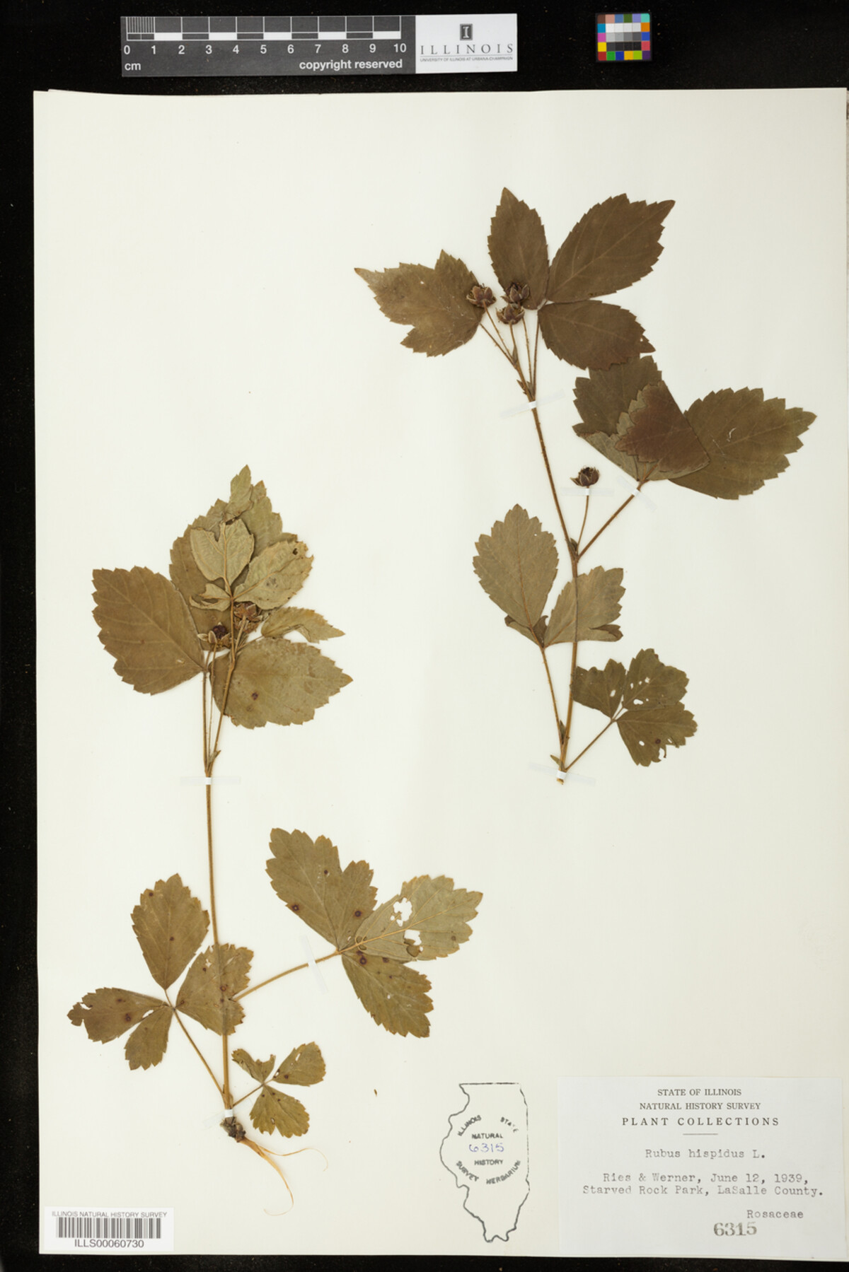 Rubus image