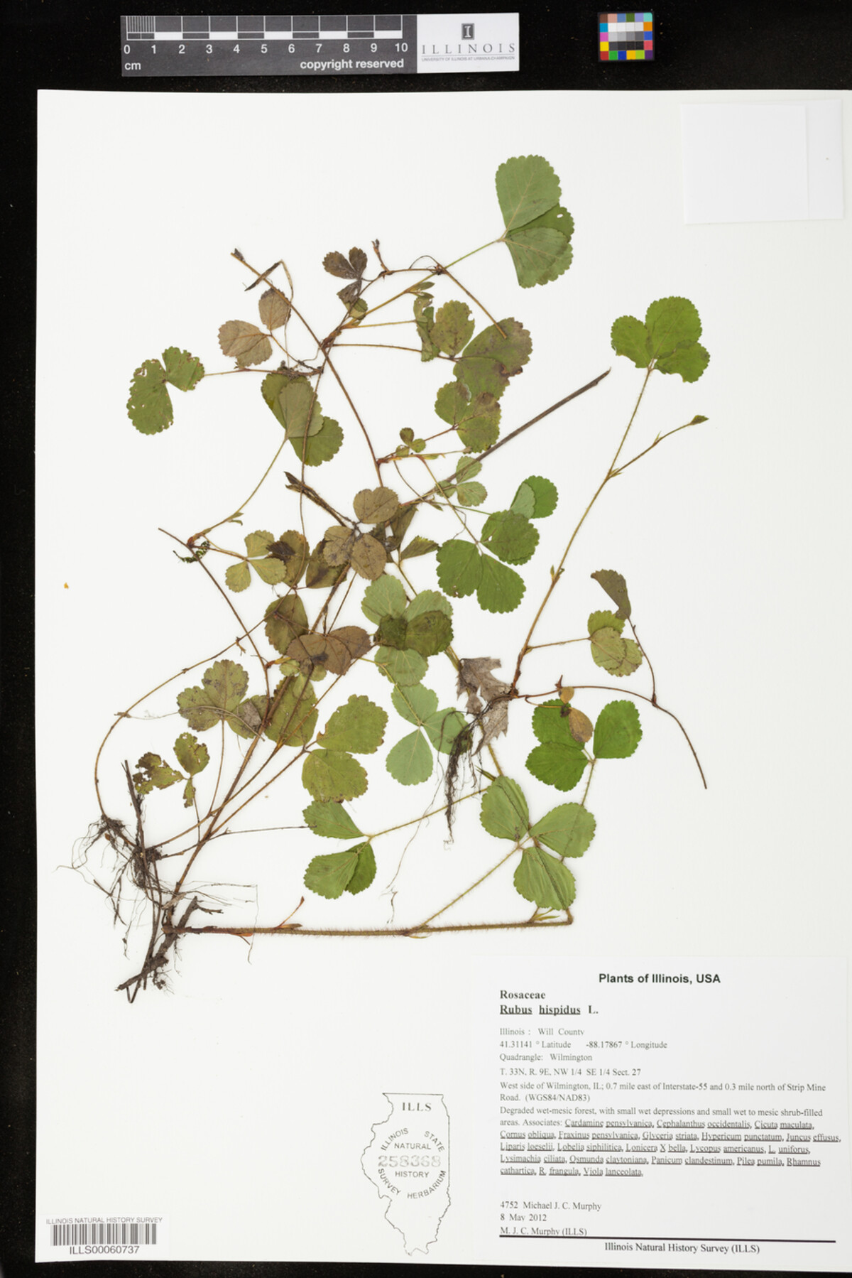 Rubus hispidus image