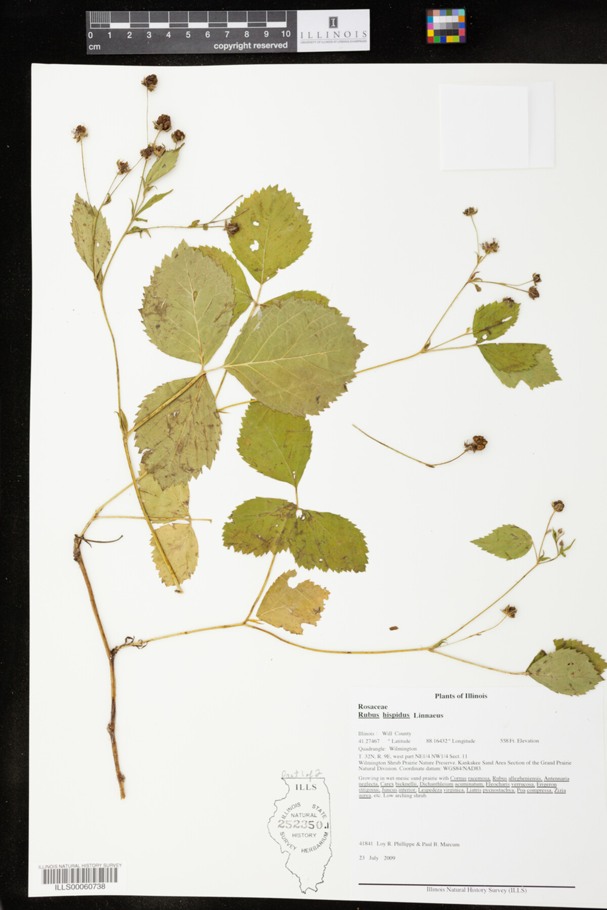 Rubus hispidus image