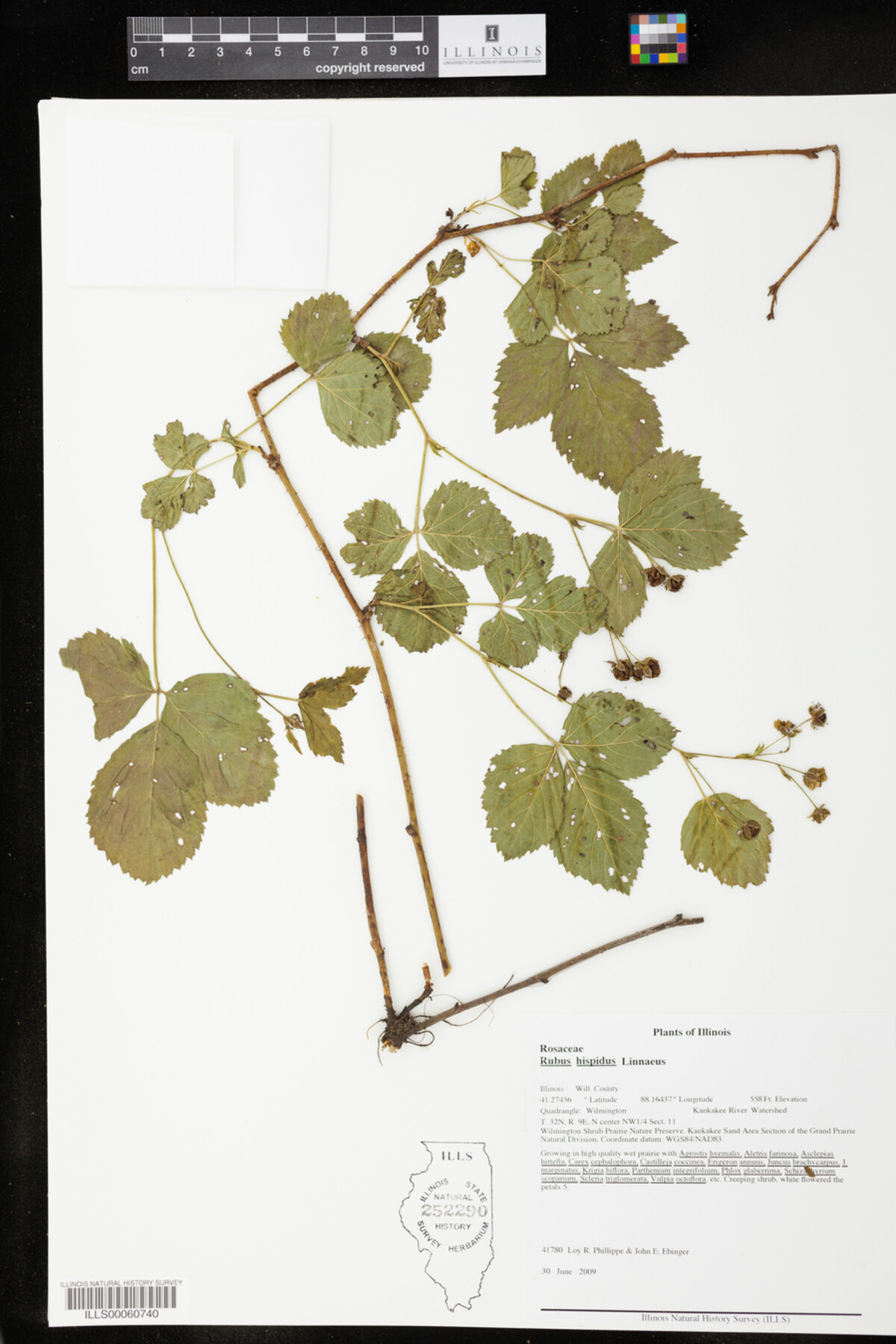 Rubus hispidus image