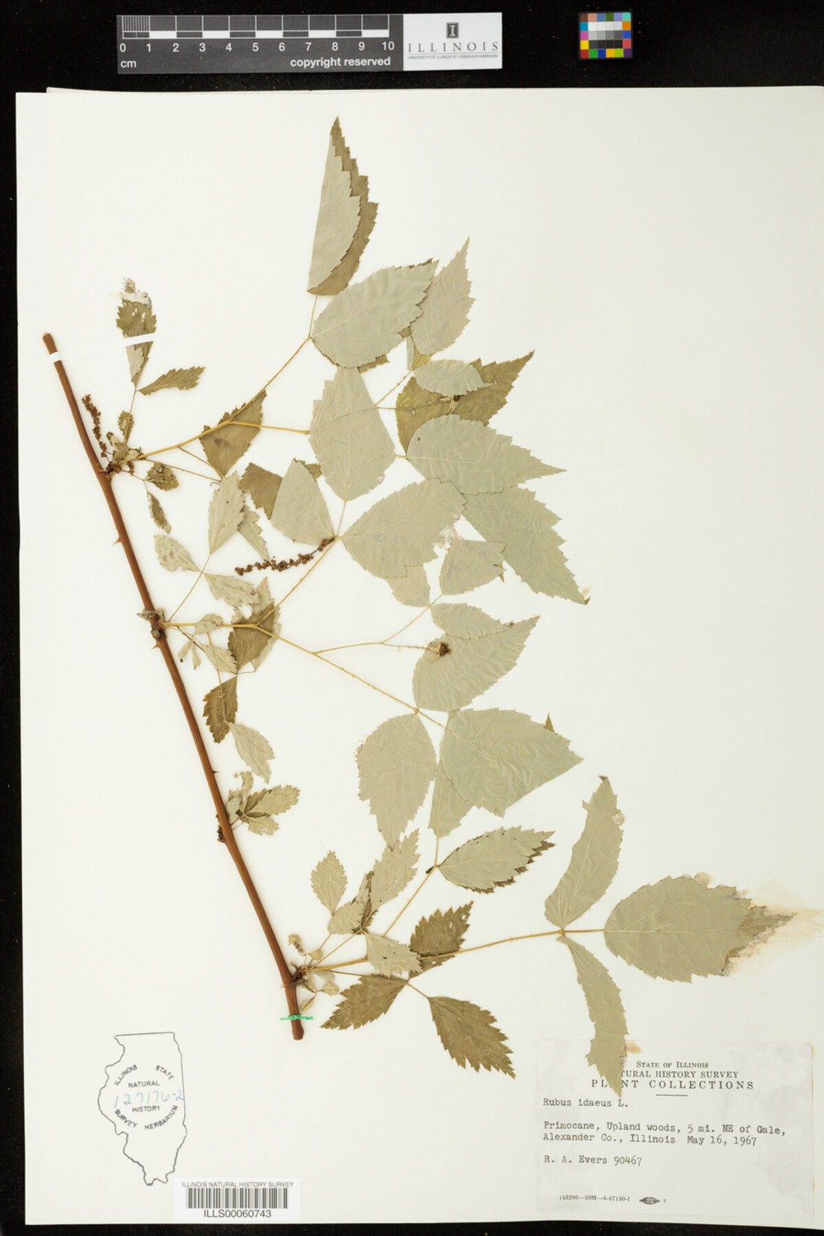 Rubus idaeus image