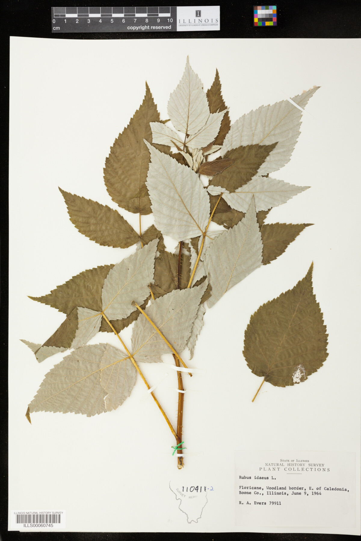 Rubus idaeus image