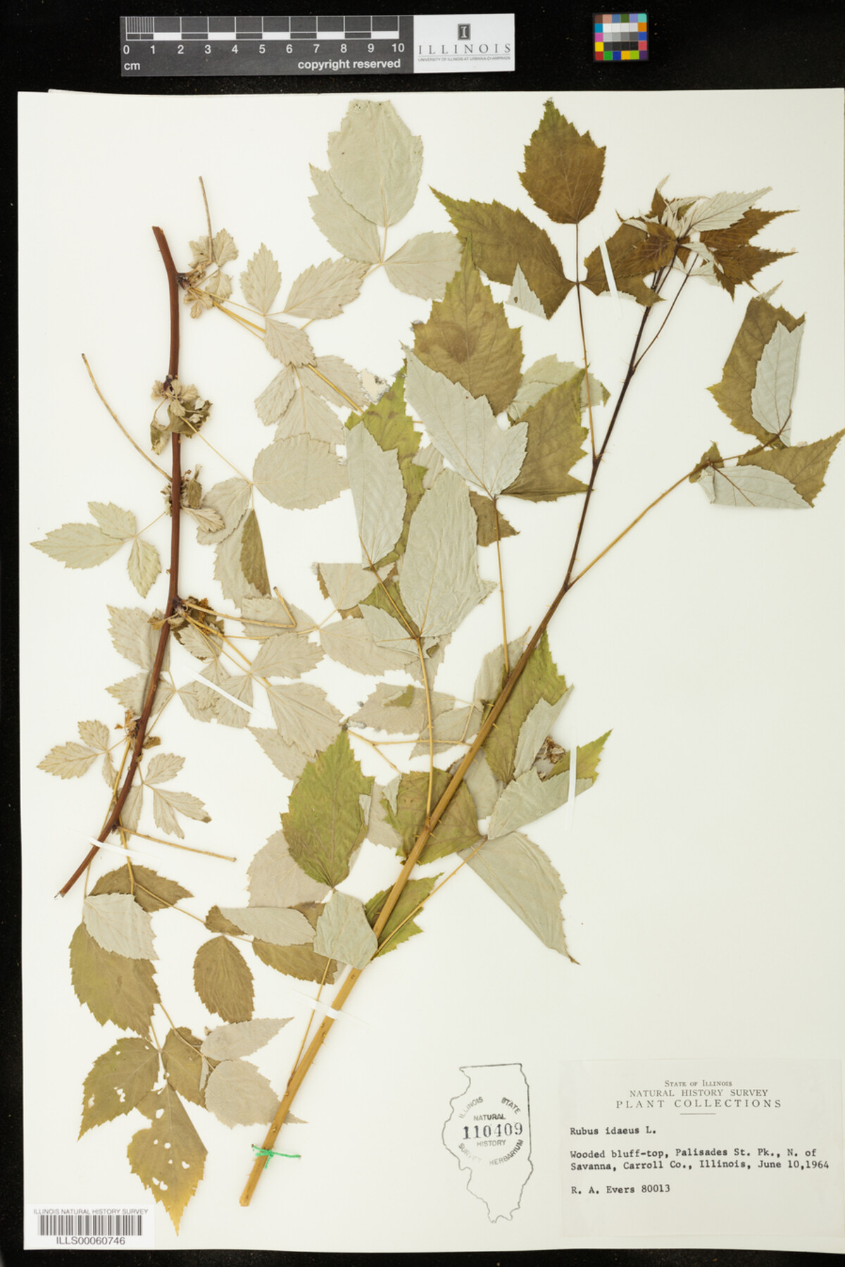 Rubus idaeus image