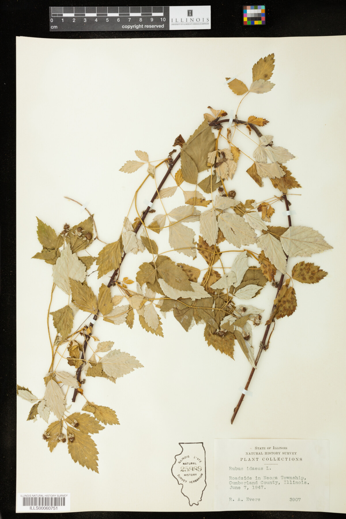 Rubus idaeus image