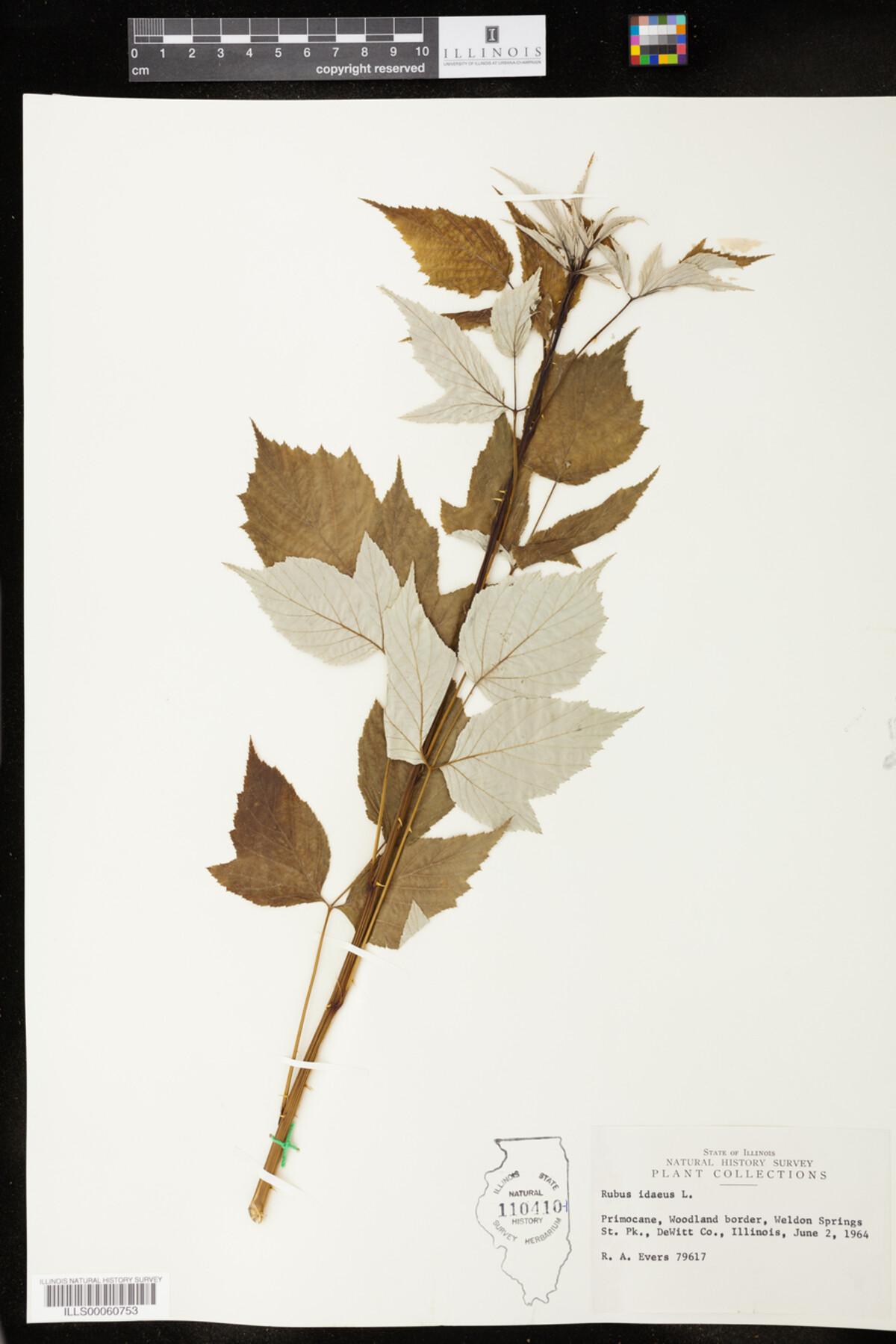 Rubus idaeus image