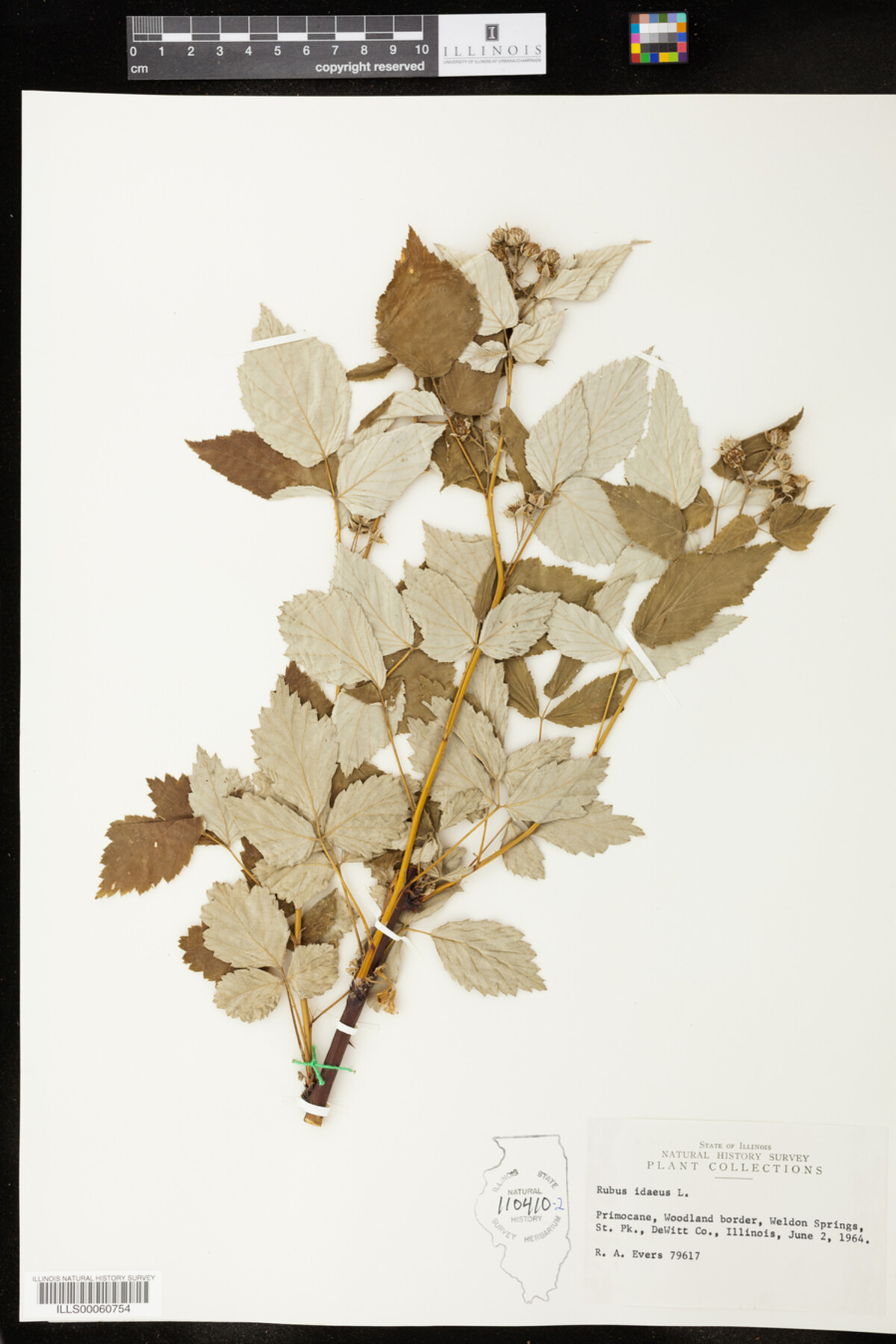 Rubus sect. Idaei image