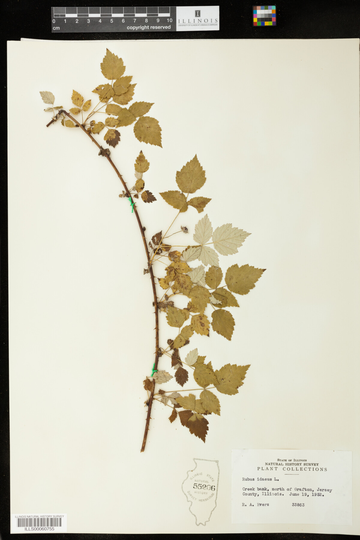 Rubus idaeus image