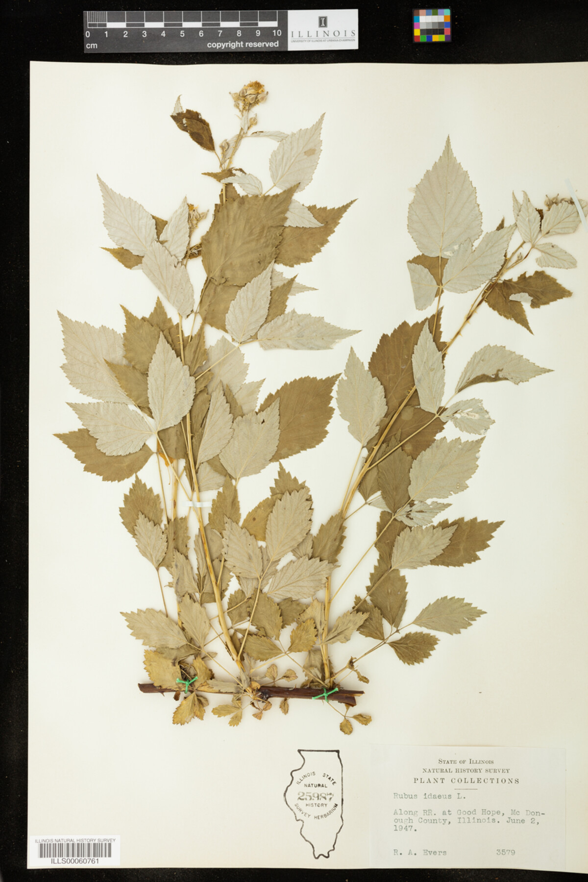 Rubus idaeus image