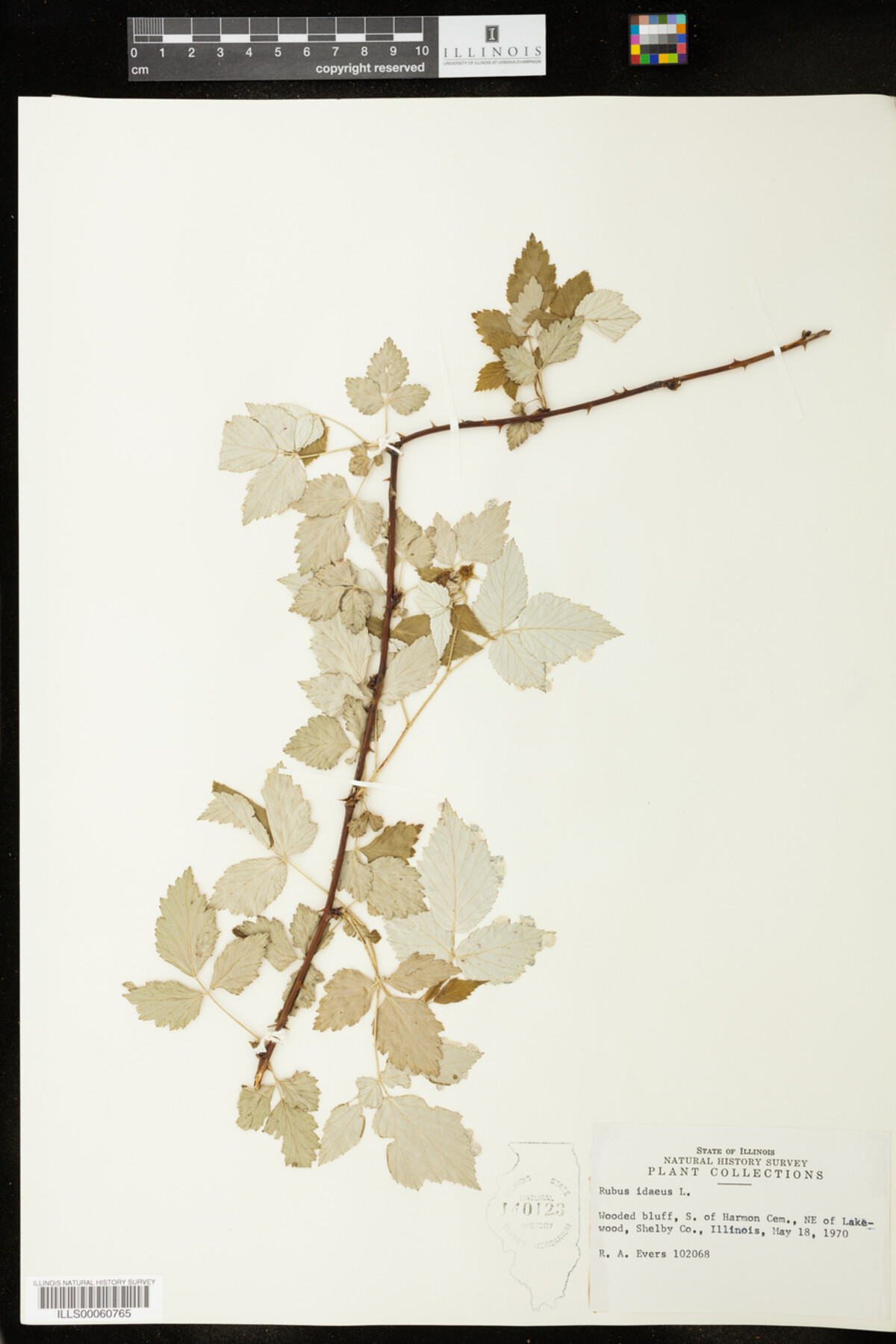Rubus idaeus image