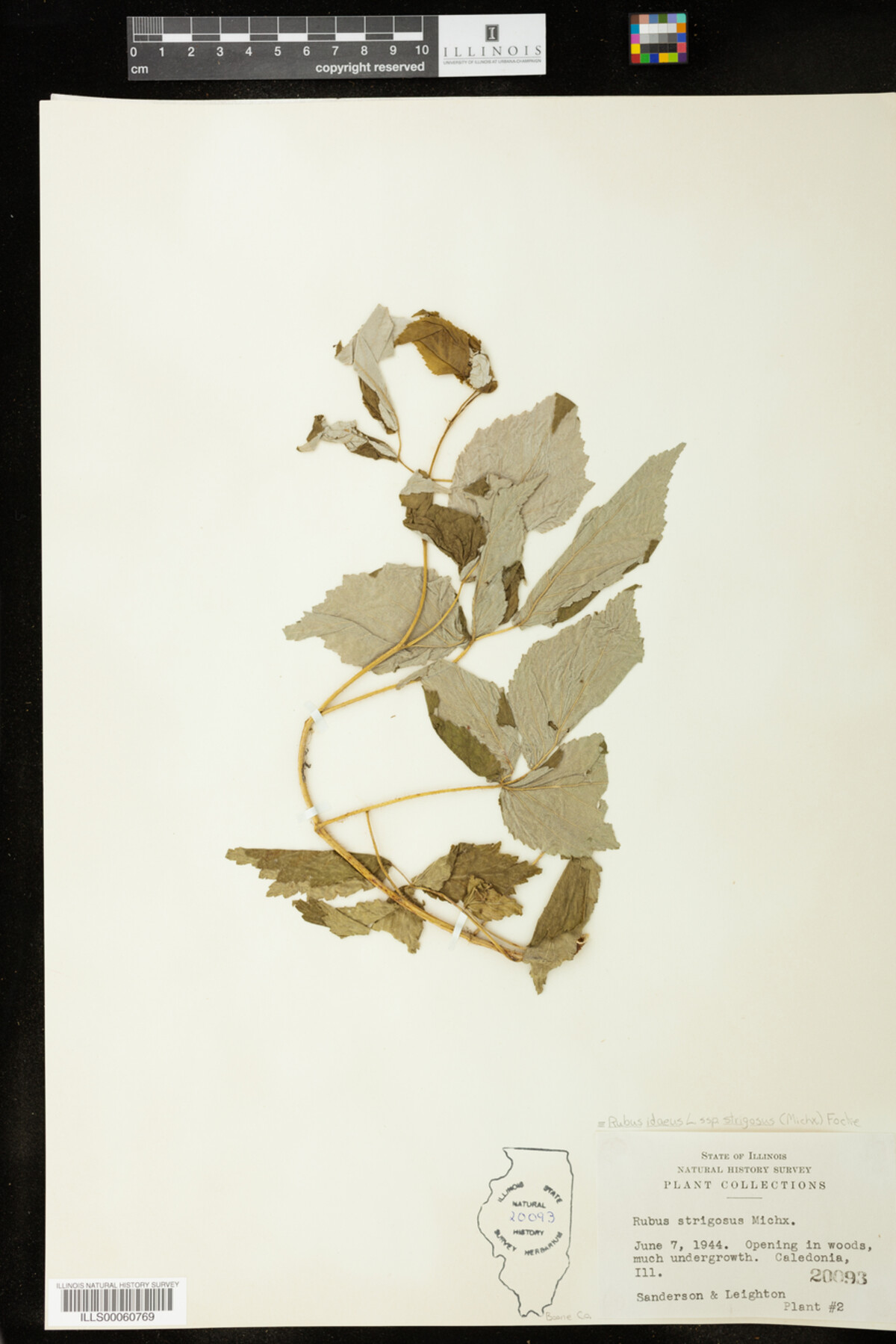 Rubus sachalinensis image