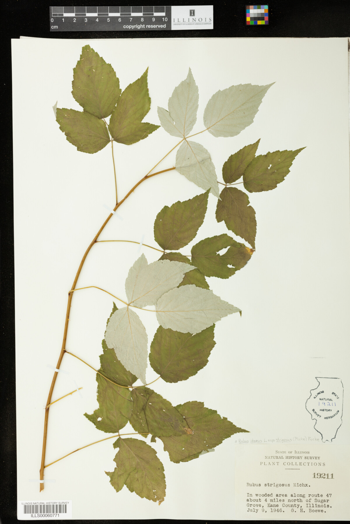 Rubus sachalinensis var. sachalinensis image