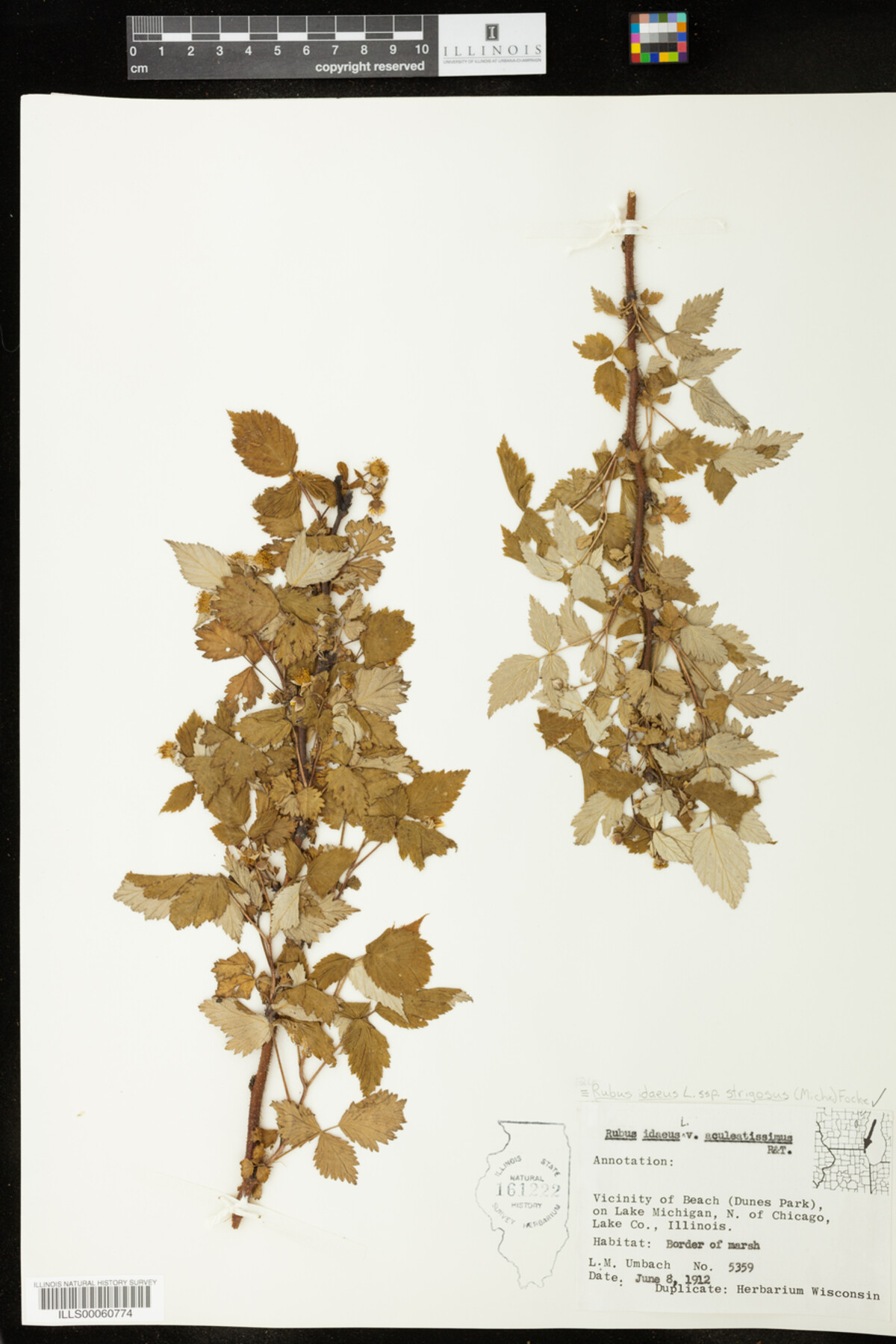 Rubus idaeus ssp. strigosus image