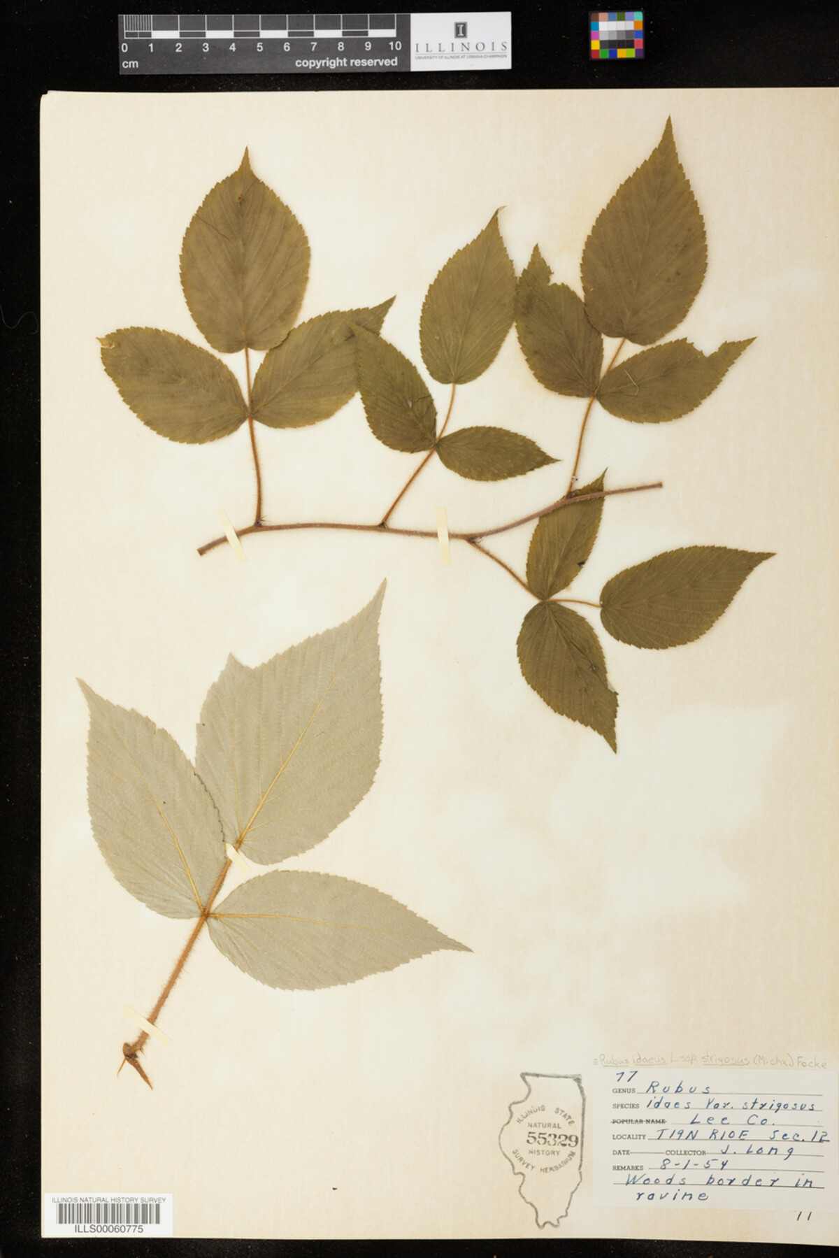 Rubus sachalinensis var. sachalinensis image