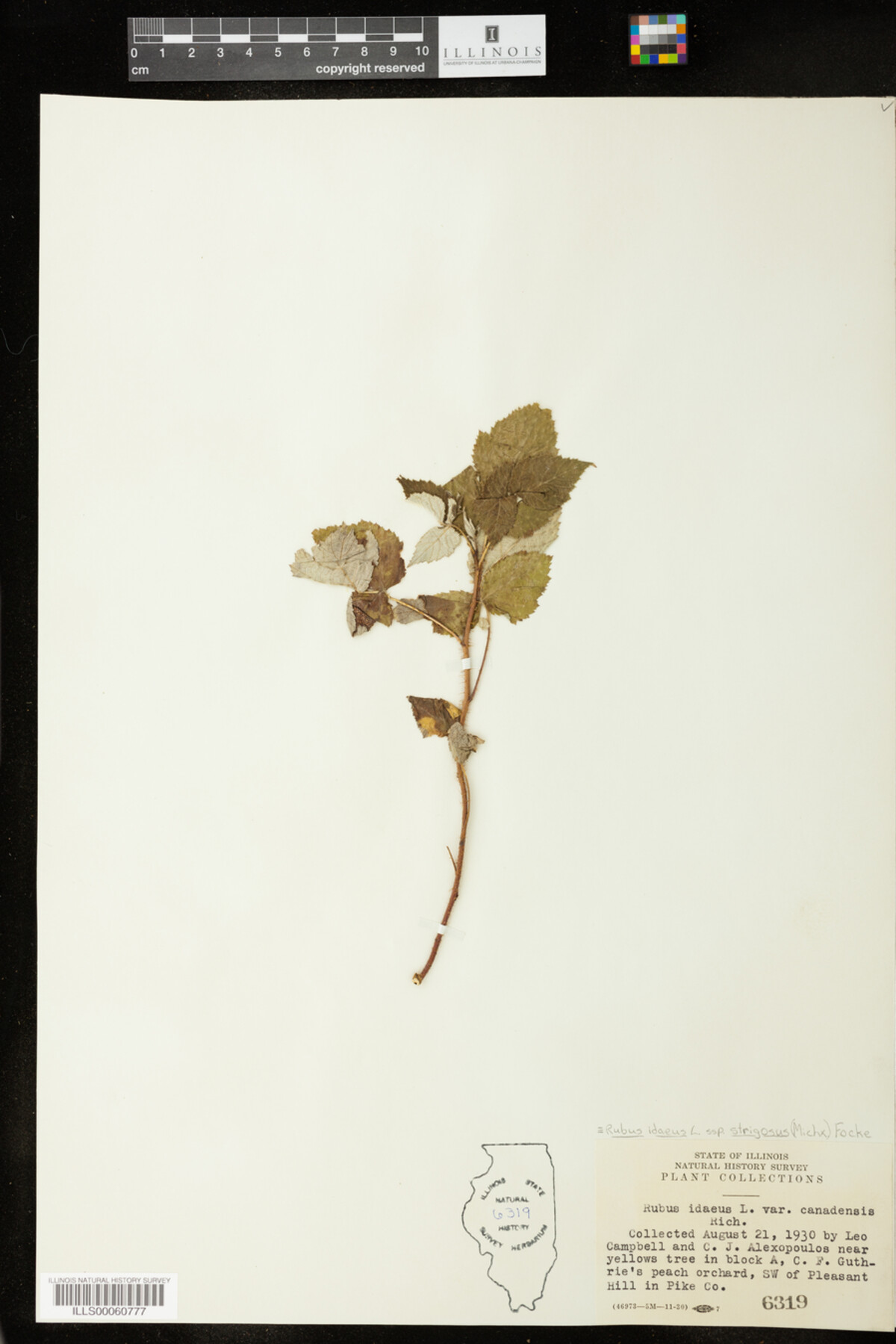 Rubus sachalinensis var. sachalinensis image