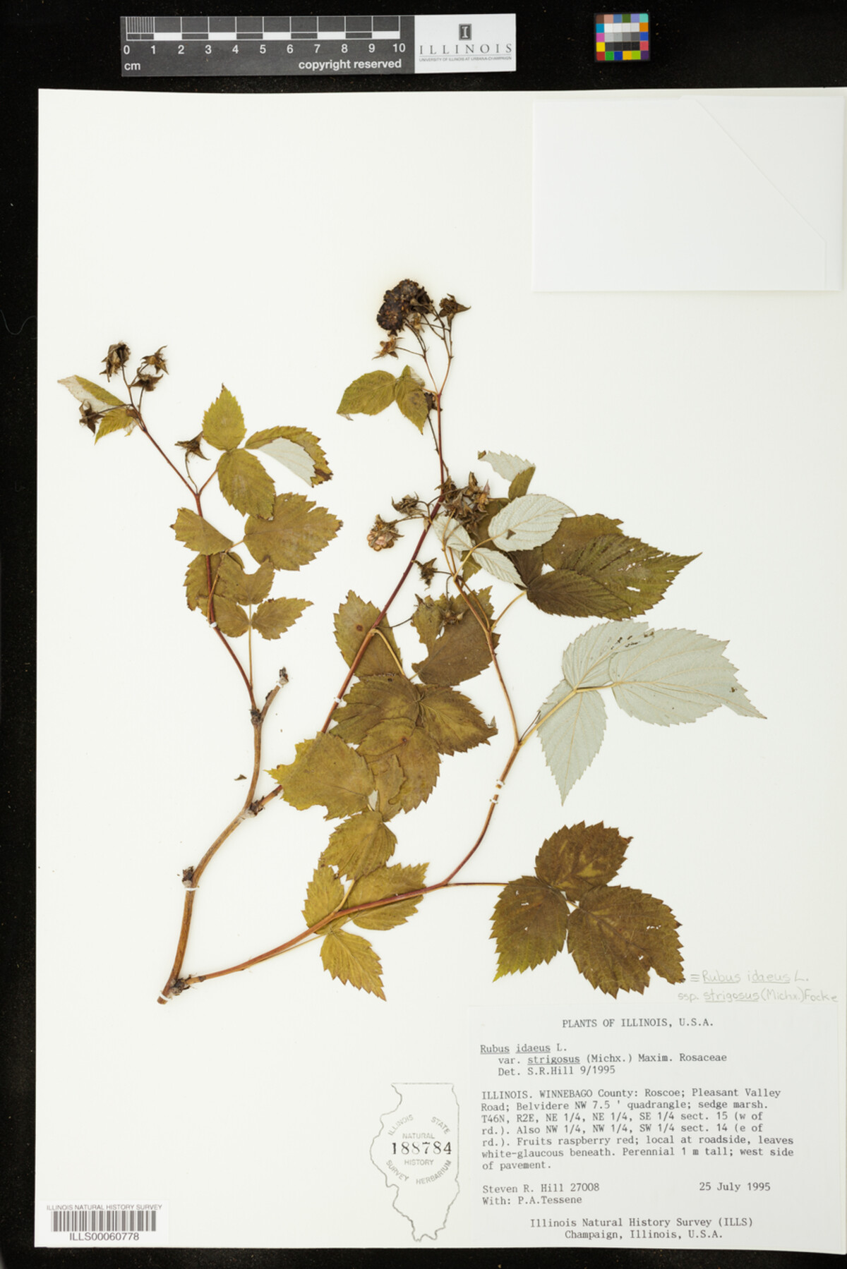 Rubus sachalinensis var. sachalinensis image