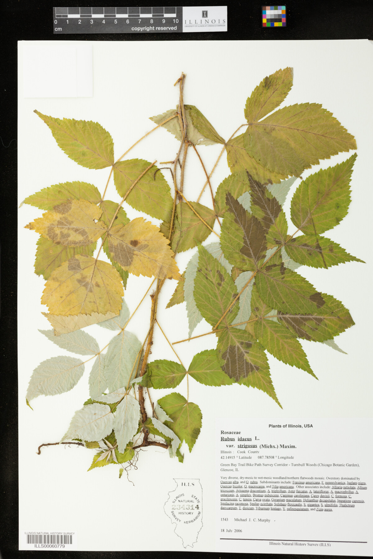 Rubus sachalinensis image