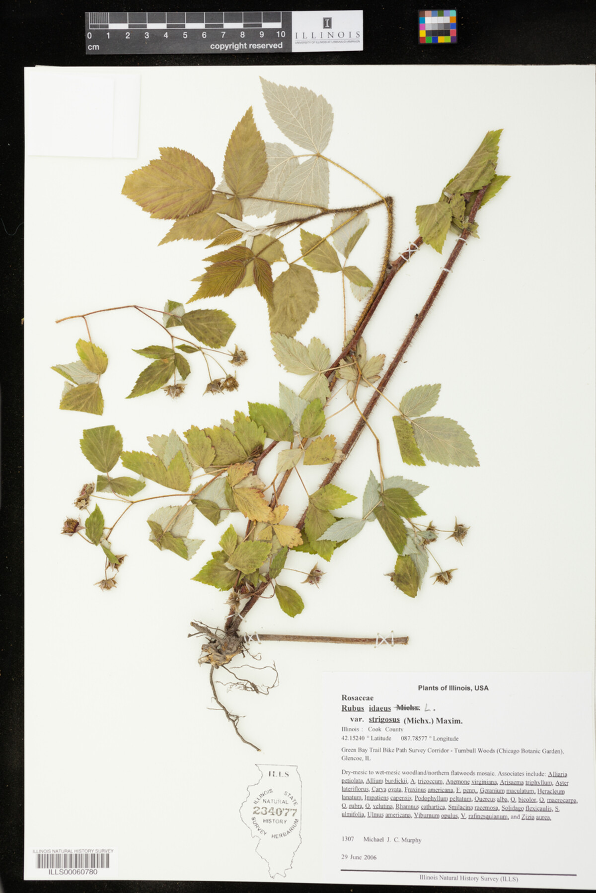 Rubus sachalinensis var. sachalinensis image